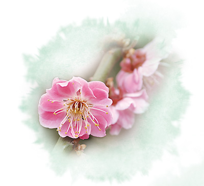 蜡梅梅花 浓淡相宜(把自然讲给你听)