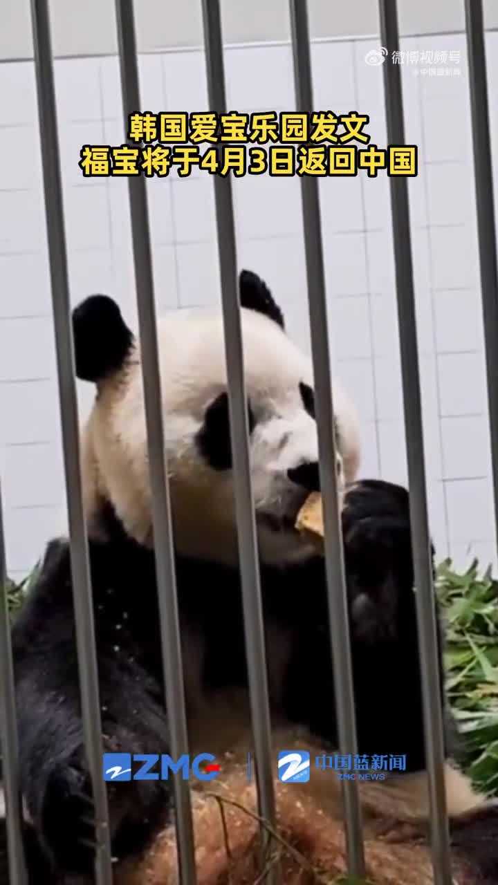 定了！旅韩大熊猫福宝将于4月3日回国