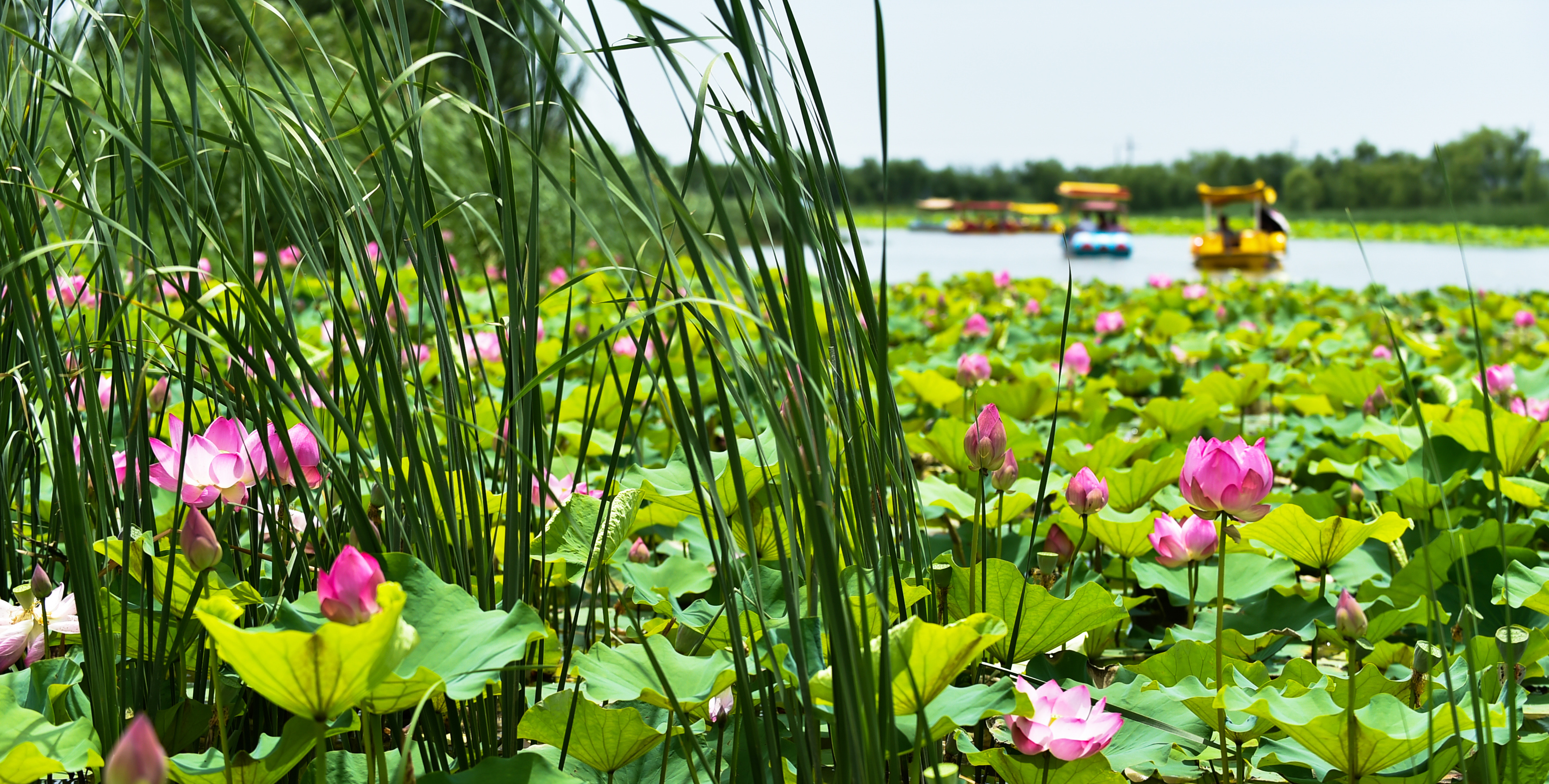 河南孟津黄河滩地乡村旅游花开正艳