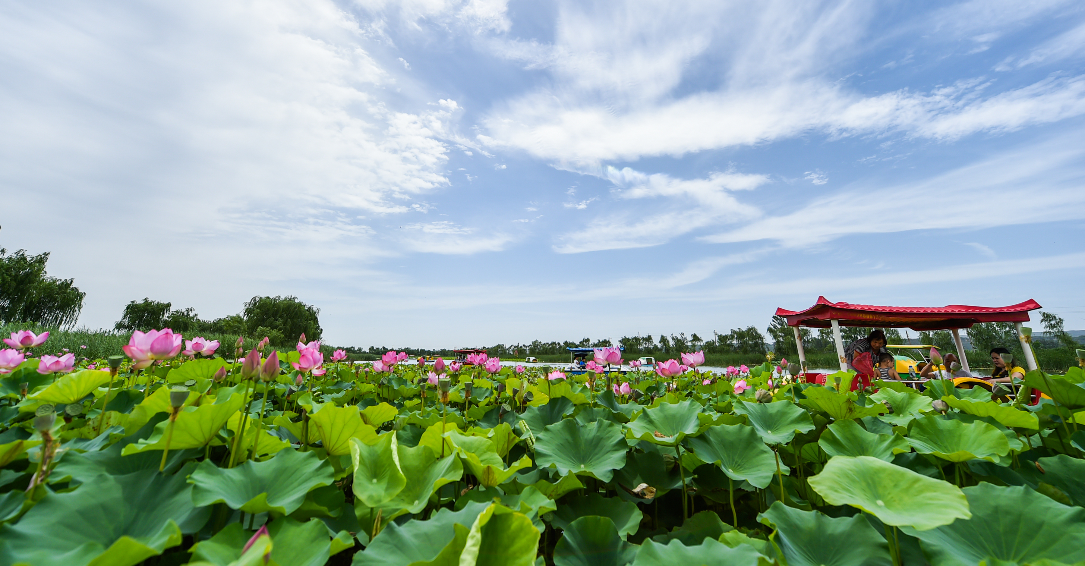 河南孟津黄河滩地乡村旅游花开正艳