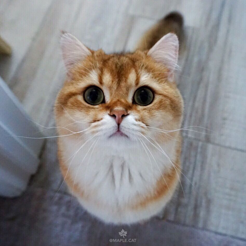 金色英国短毛猫圆圆的包子脸大眼睛超可爱