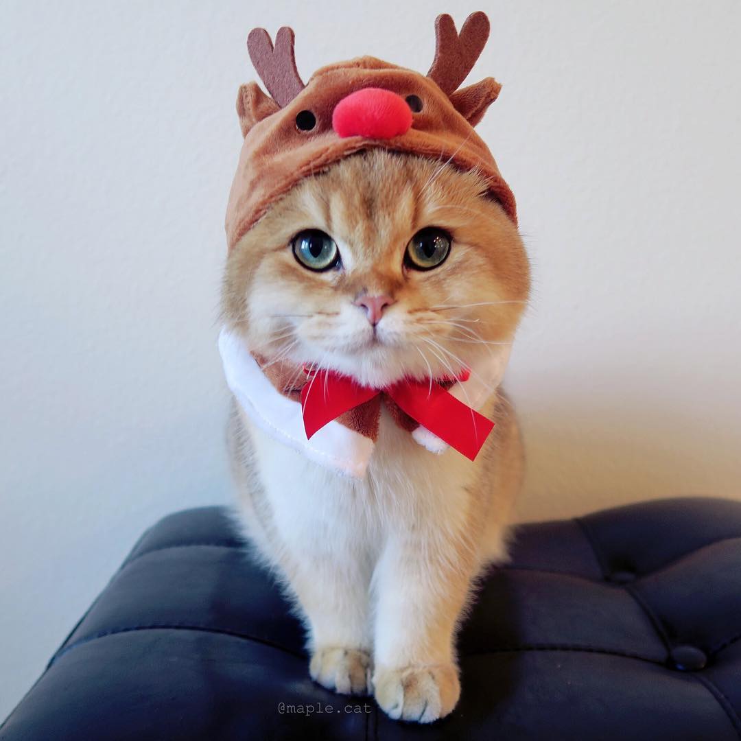 金色英国短毛猫圆圆的包子脸大眼睛超可爱