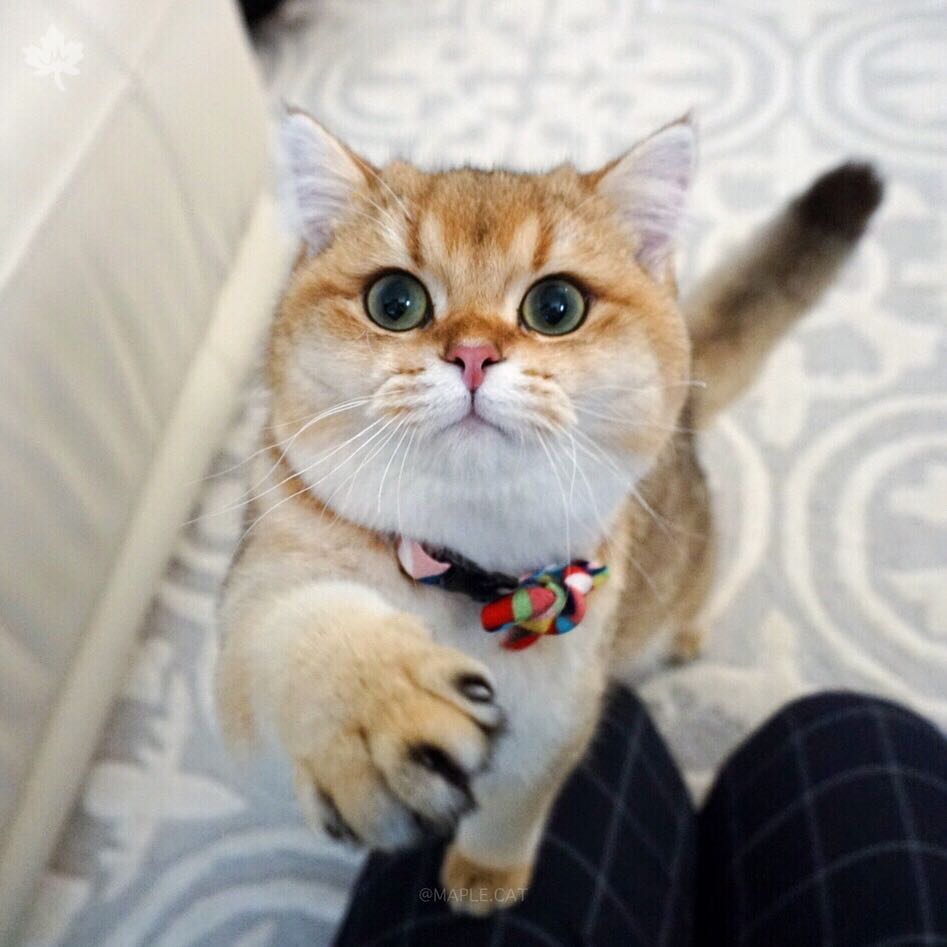 金色英国短毛猫圆圆的包子脸大眼睛超可爱