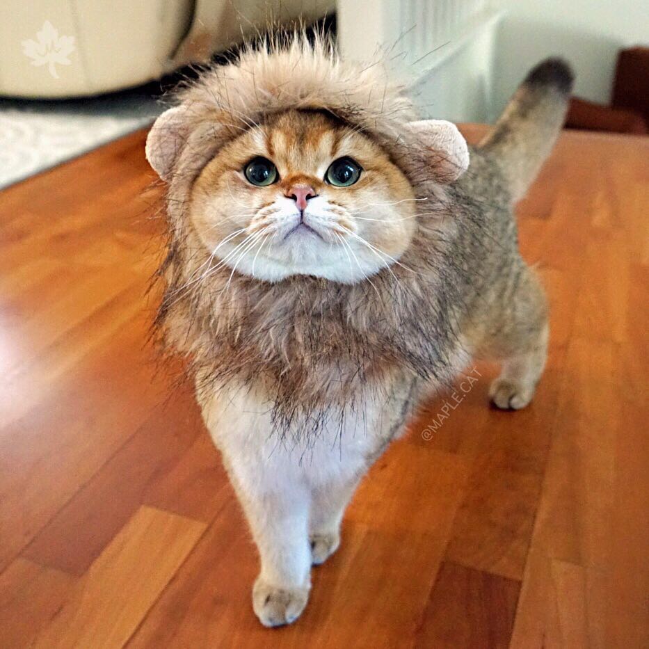 金色英国短毛猫圆圆的包子脸大眼睛超可爱