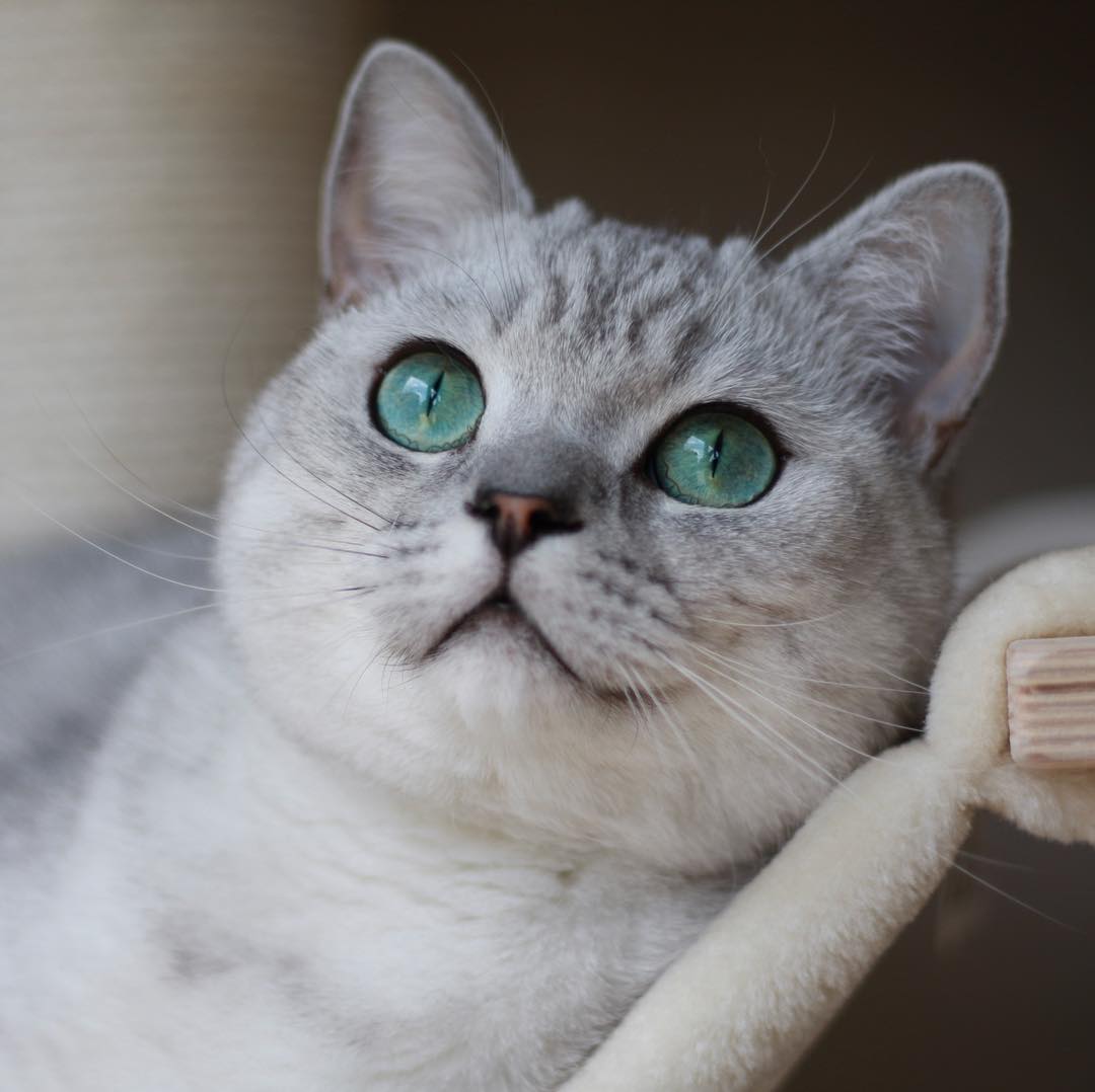 英国短毛猫萌图这么可爱的小猫咪值得你吸一口