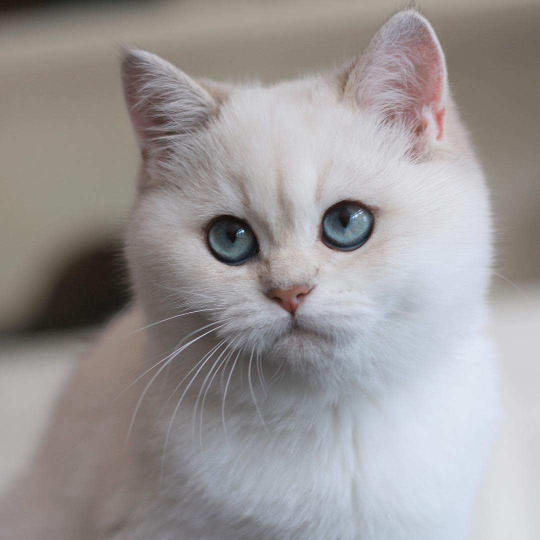 可爱的英国短毛猫从小就是一个包子大圆脸长大了还不得成圆猪头