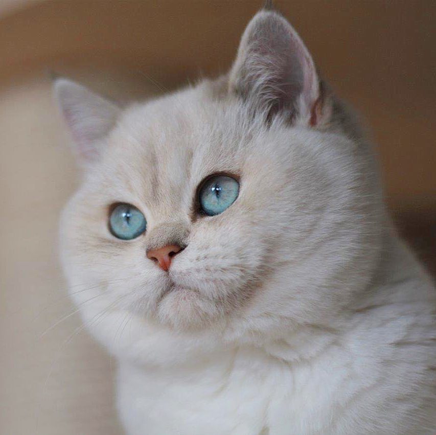 可爱的英国短毛猫从小就是一个包子大圆脸长大了还不得成圆猪头