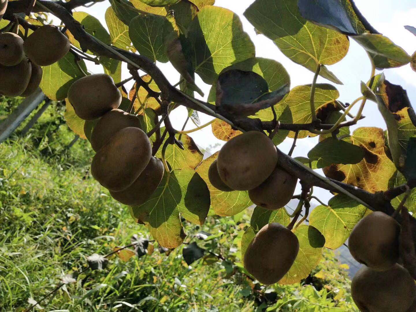 井冈山市下七乡上七村渡头猕猴桃种植基地喜获丰收