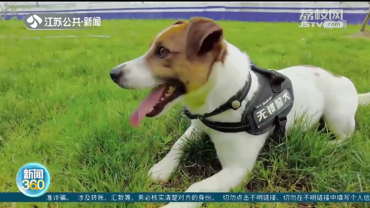 缉毒犬图片犬种图片