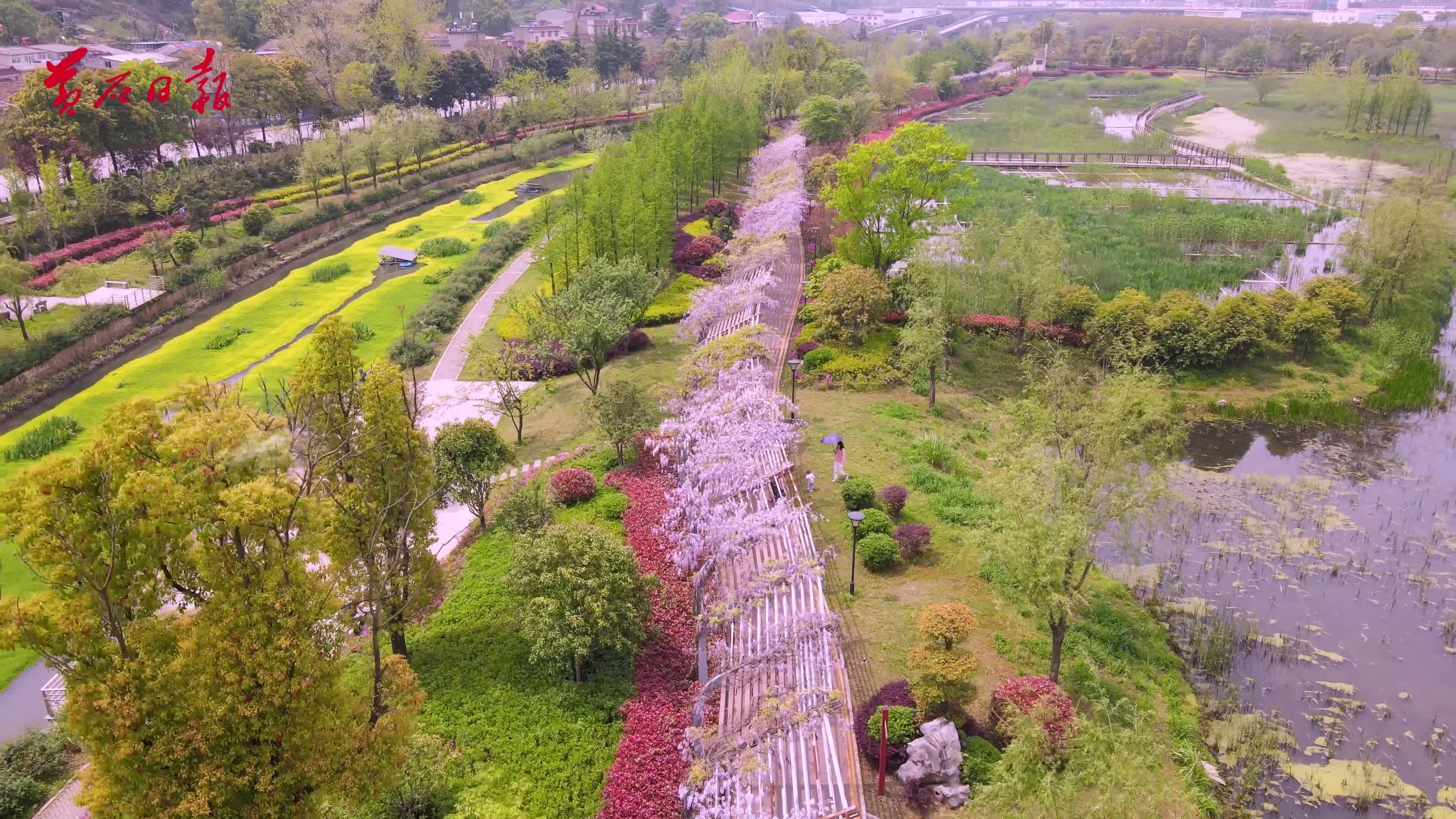 到磁湖湿地公园邂逅紫色浪漫