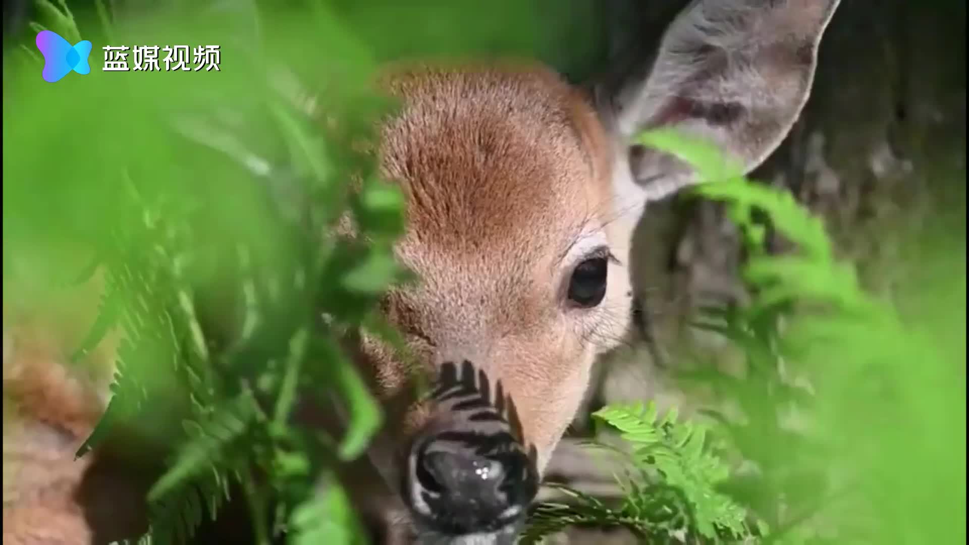 護林員記錄華南梅花鹿美麗瞬間