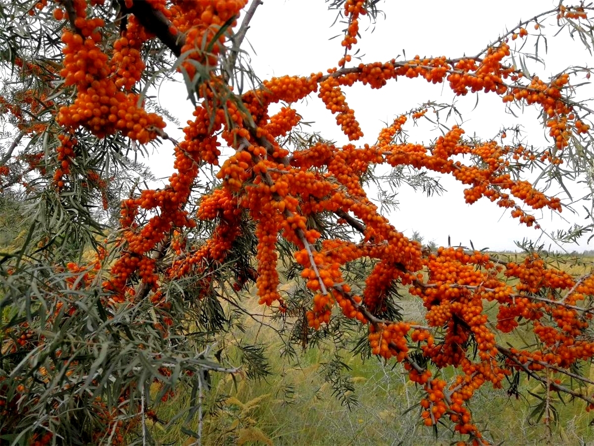8月下旬,在昭苏湿地河畔附近林带里,金黄色的沙棘果挂满了枝头,格外