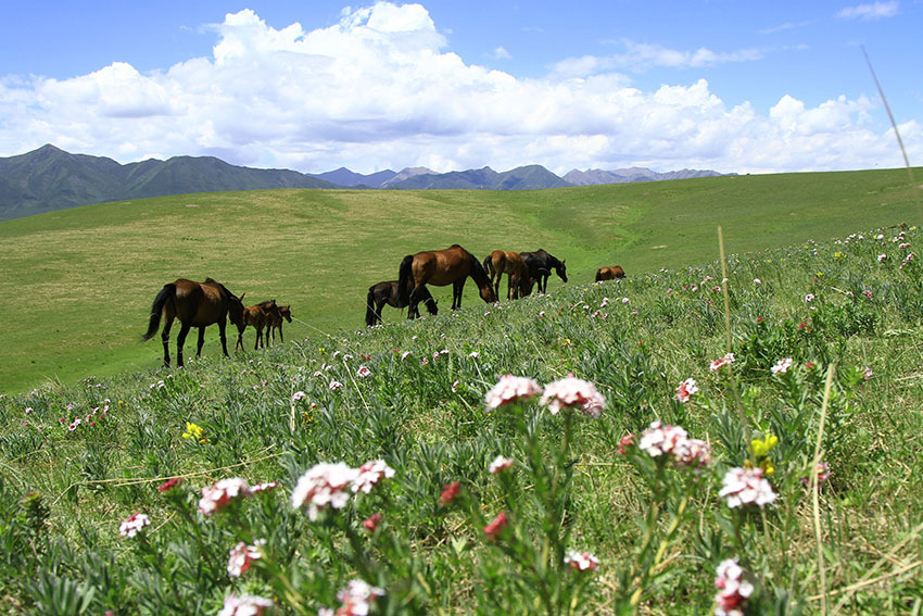 夏日的山丹马场草原风光简直太美了