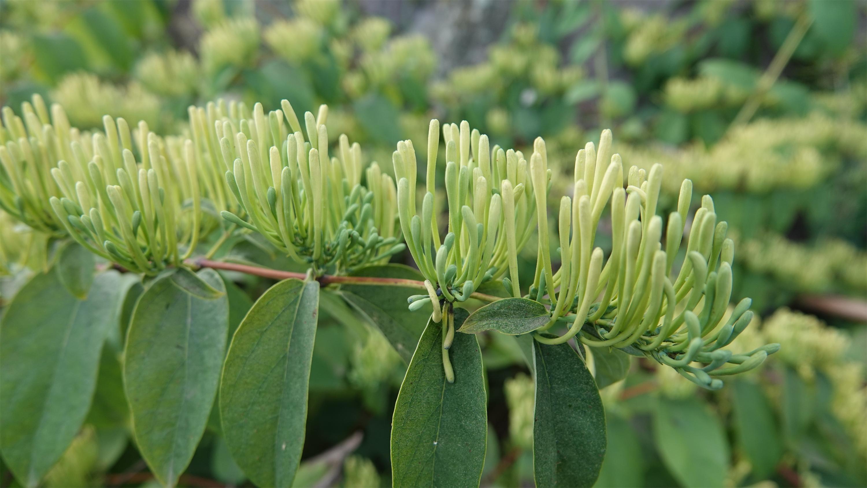 古蔺百亩金银花开农户喜采致富花