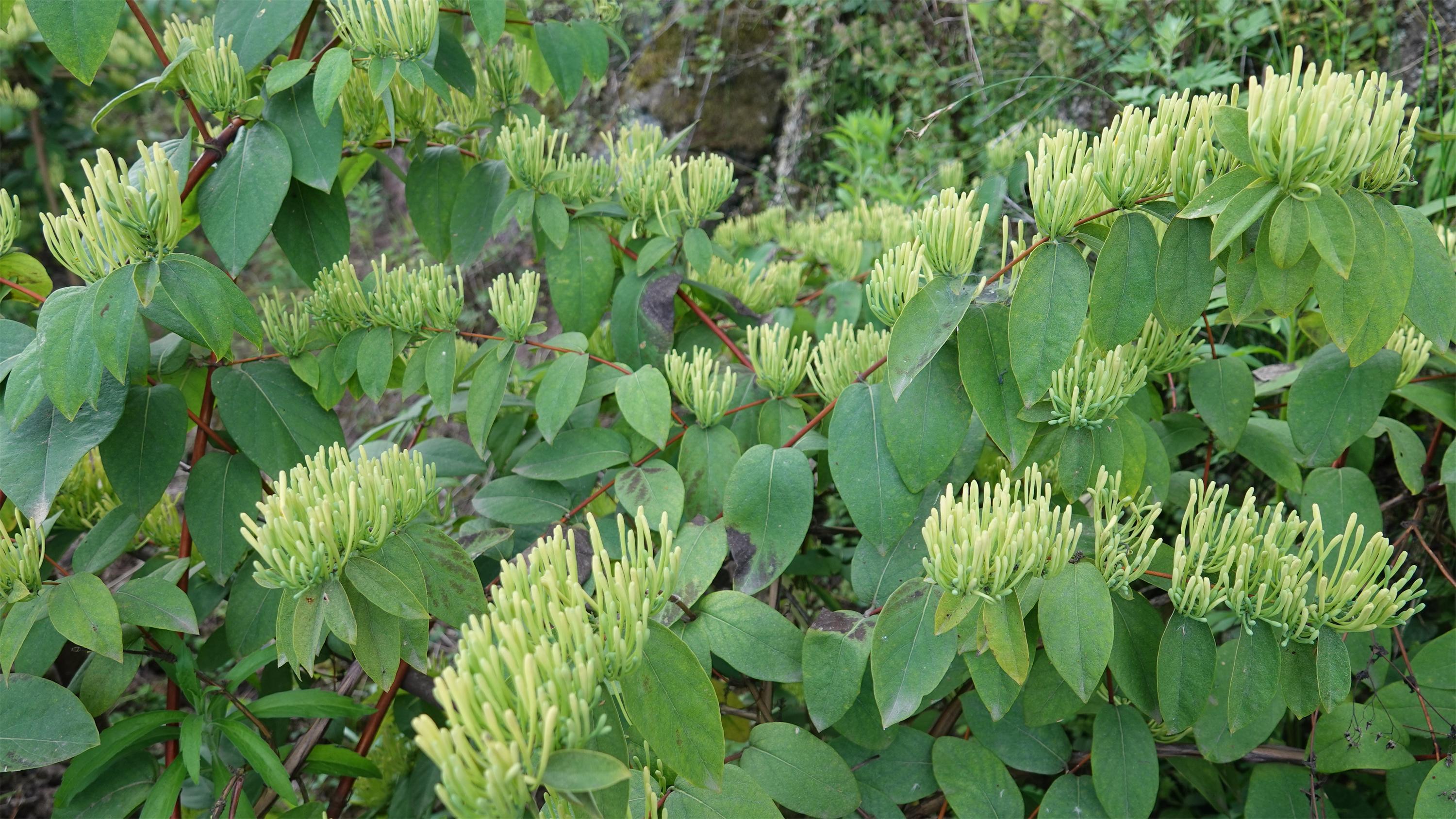 金银花既是药食同源的食品,金银花树又可以进行荒山绿化,社会效益和