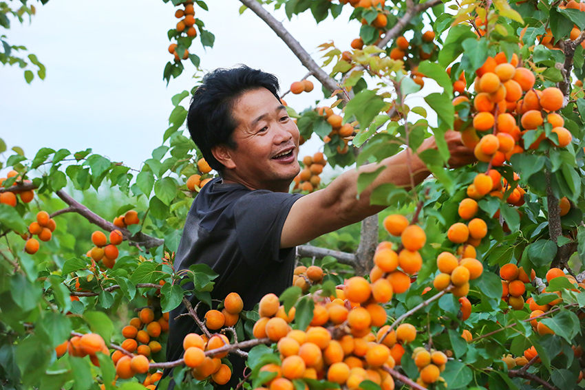 甘州村民开启杏福密码约会杏园乐享采摘