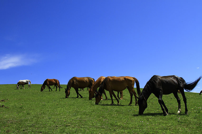 夏日的山丹马场草原风光简直太美了