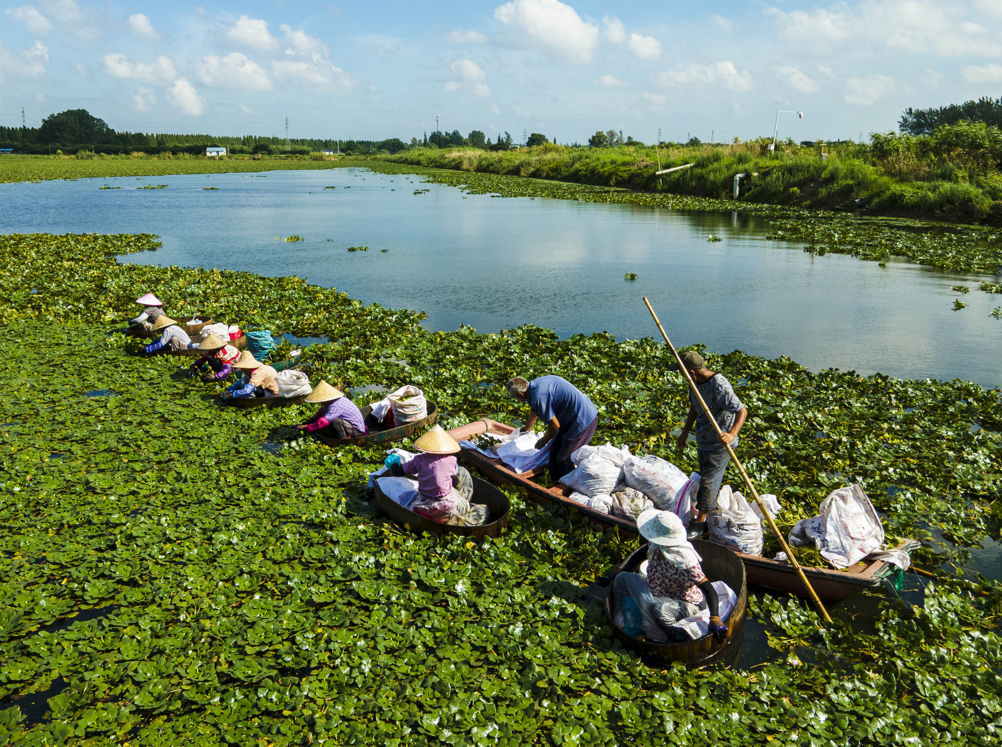 航拍中国江苏泰州大暑时节采菱忙