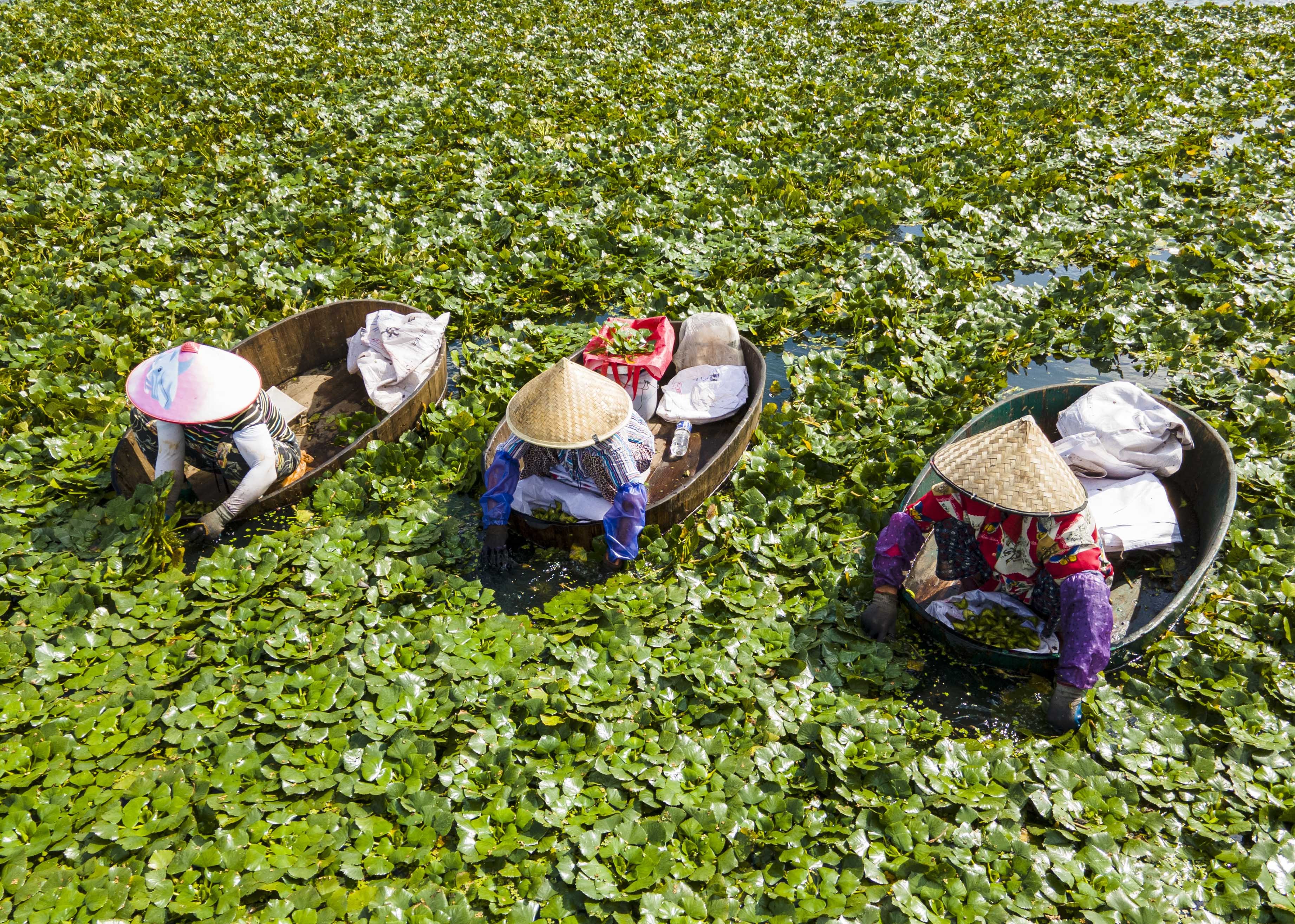 航拍中国江苏泰州大暑时节采菱忙