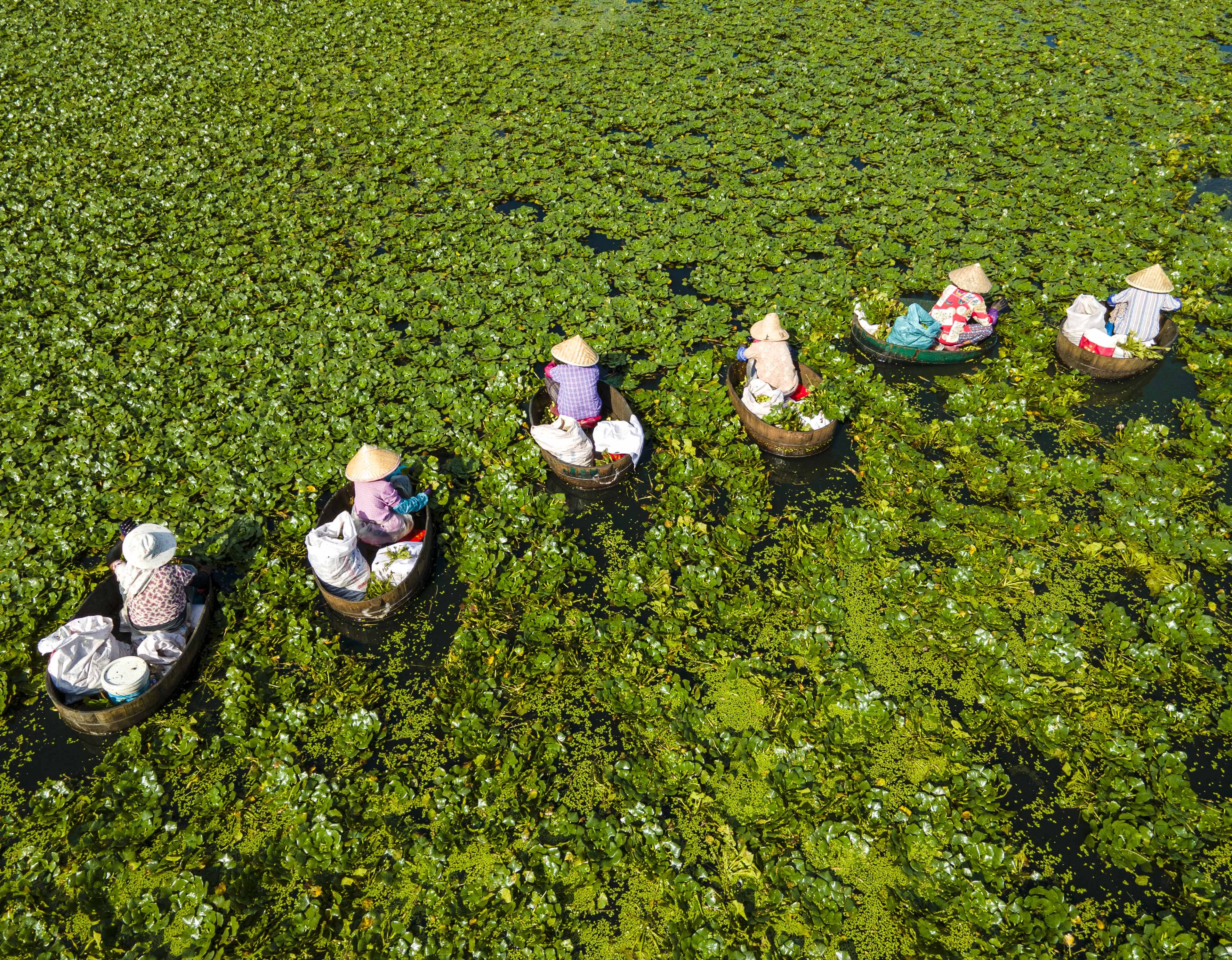 航拍中国江苏泰州大暑时节采菱忙