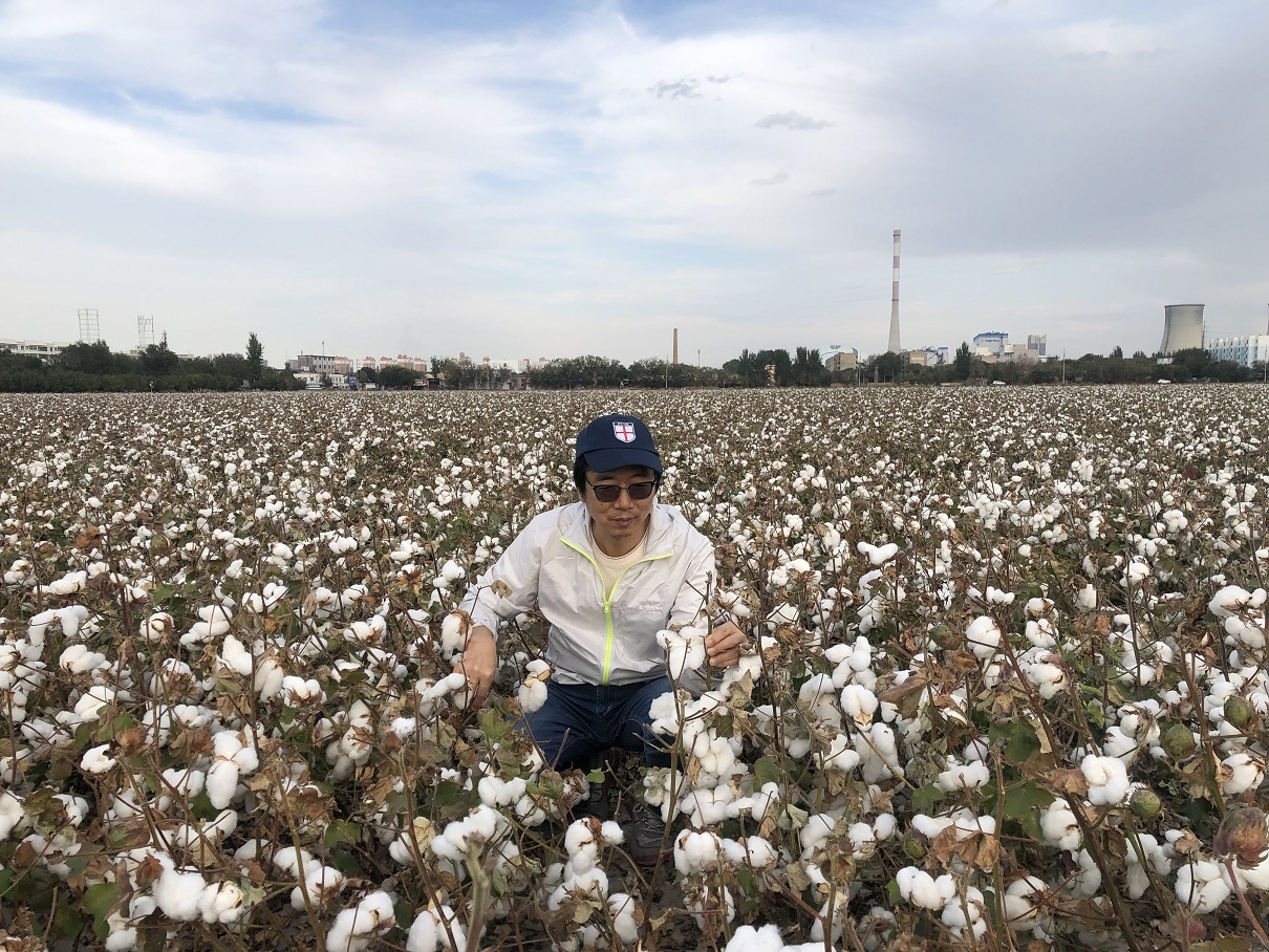 棉花|浙江大学张天真教授团队——棉花精准育种我们有“利器”