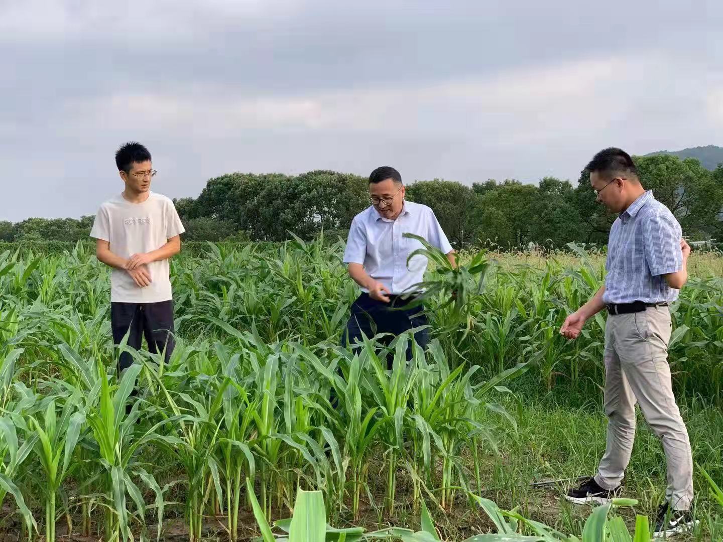 转基因玉米|浙江大学沈志成教授团队—— 天南海北挖土，转基因玉米品种抗虫效果达96%