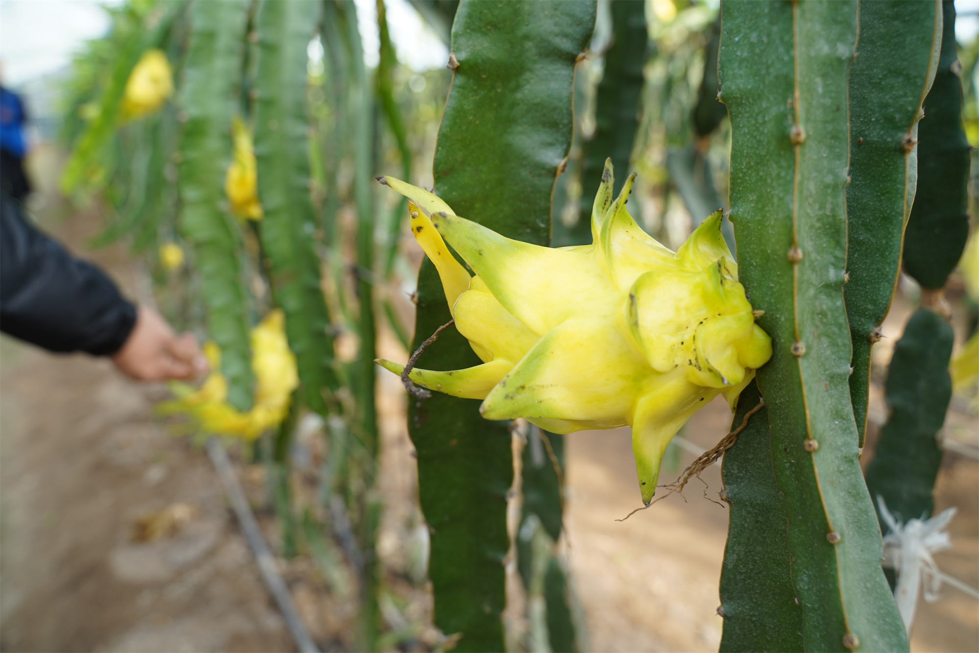 新品黄皮火龙果在陕西兴平市试种成功