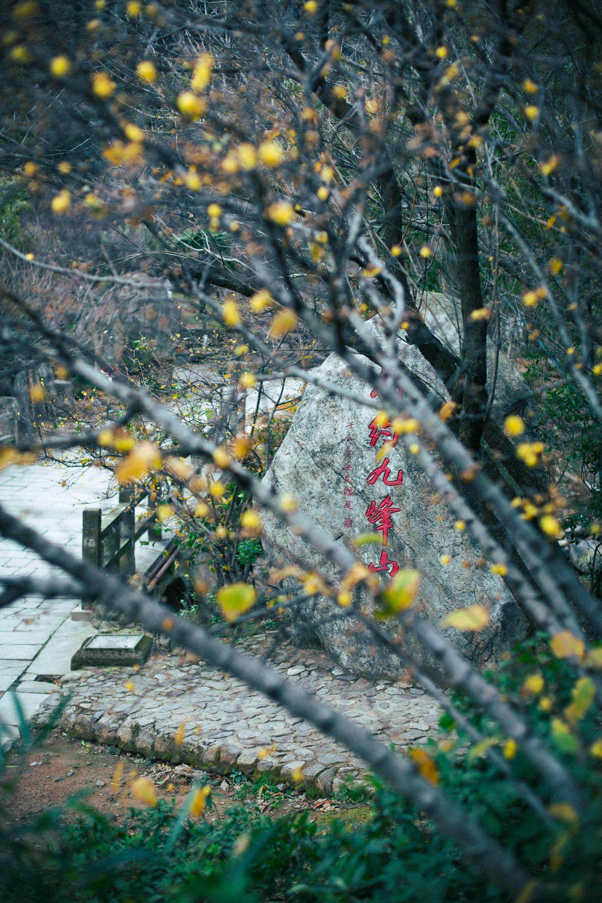 浙江宁波九峰山的梅花悄悄开了