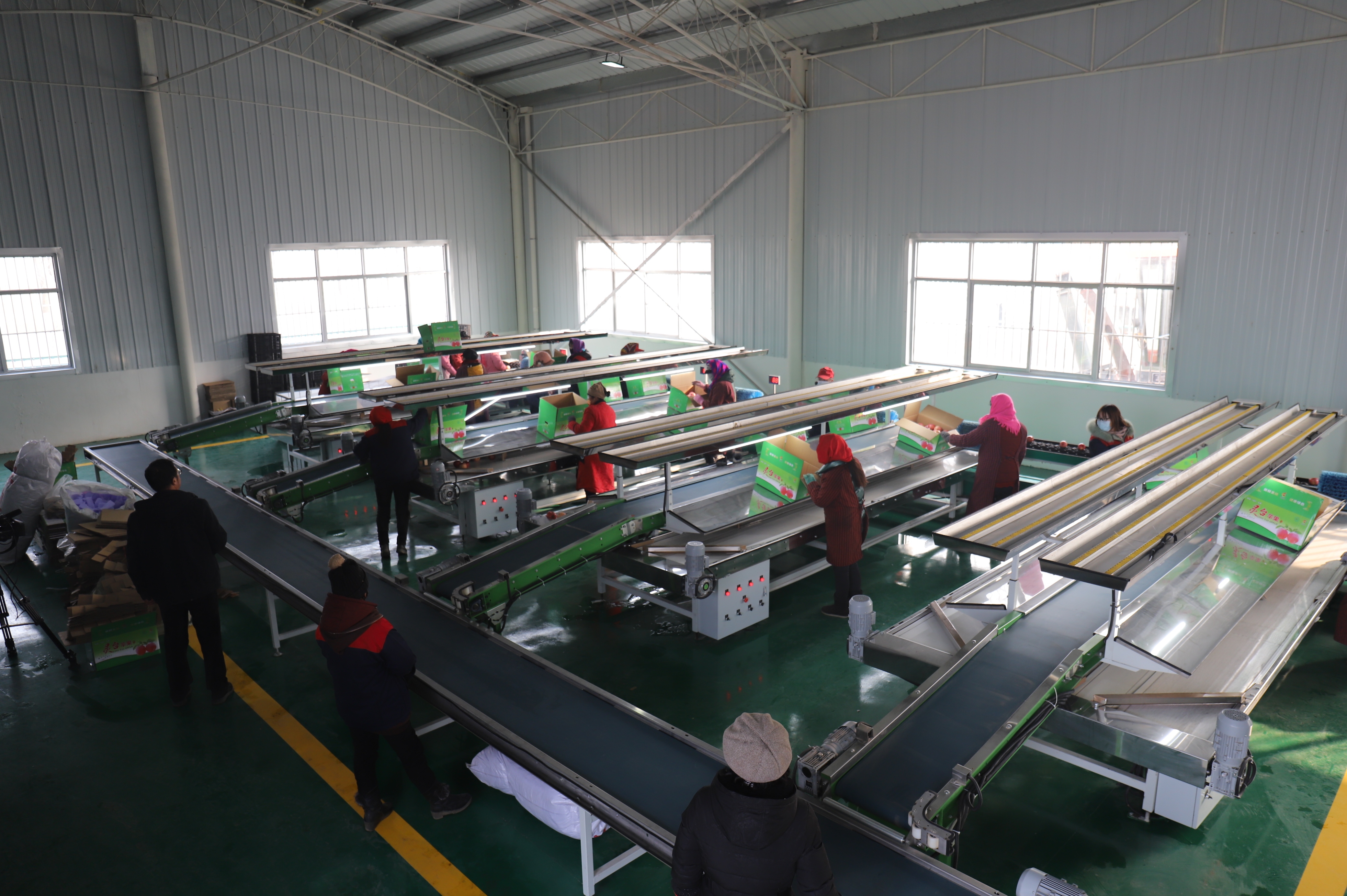 甘肃灵台苹果产业智能化分拣车间备货忙