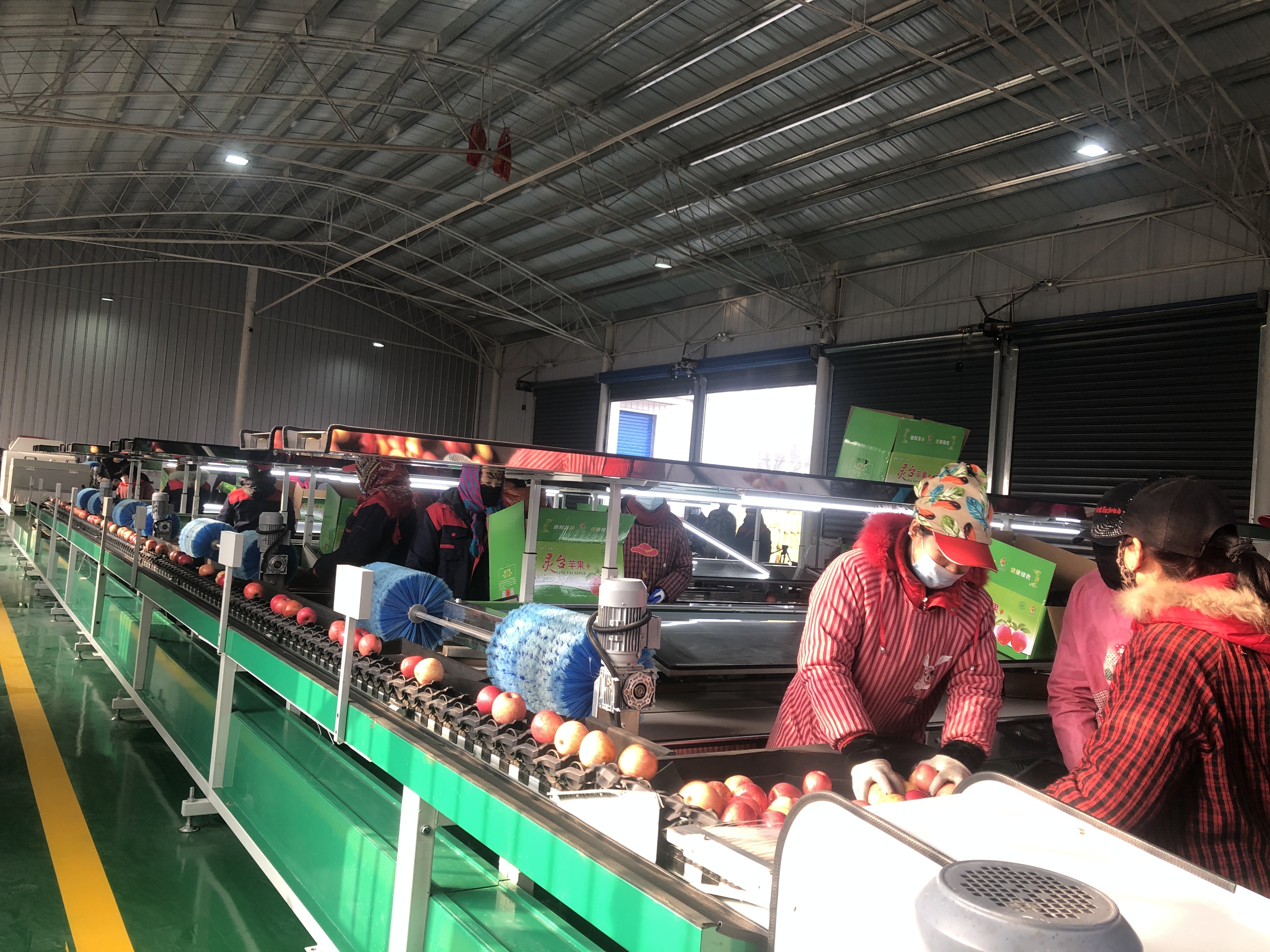 甘肃灵台苹果产业智能化分拣车间备货忙