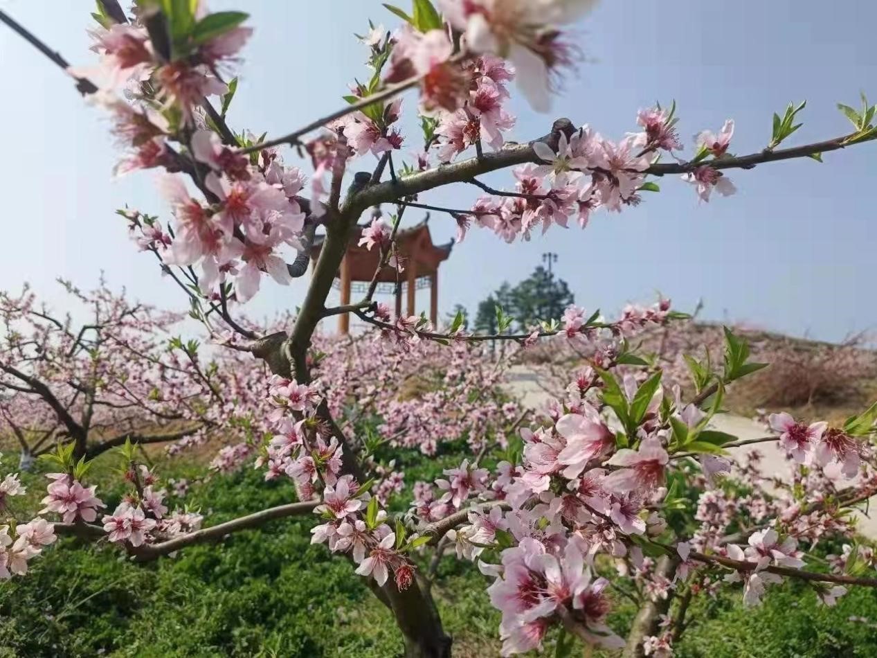 湖南邵陽市北塔區李子塘村桃花盛開惹人醉