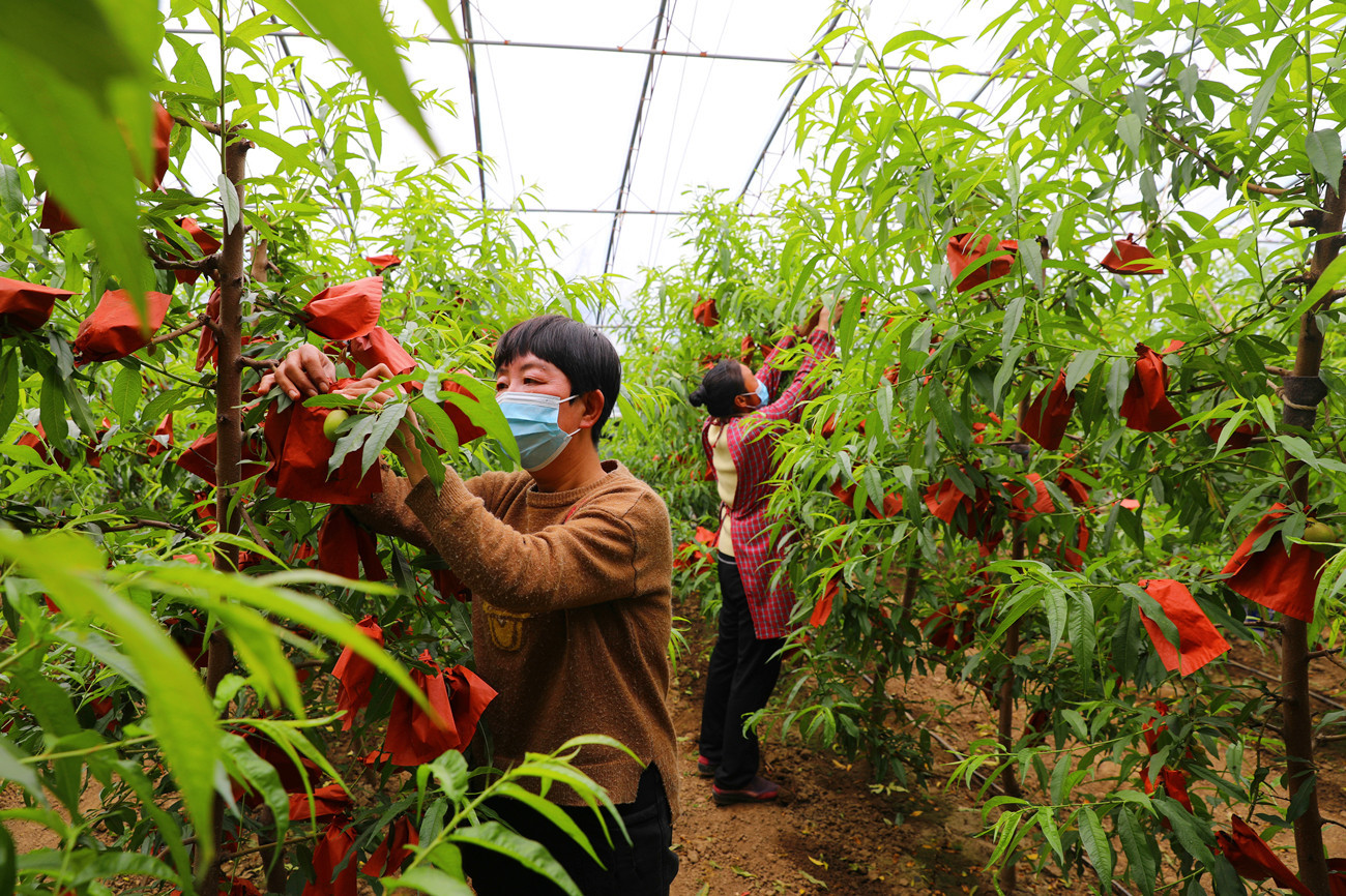 高邑发展特色鲜桃种植助力农民增收致富