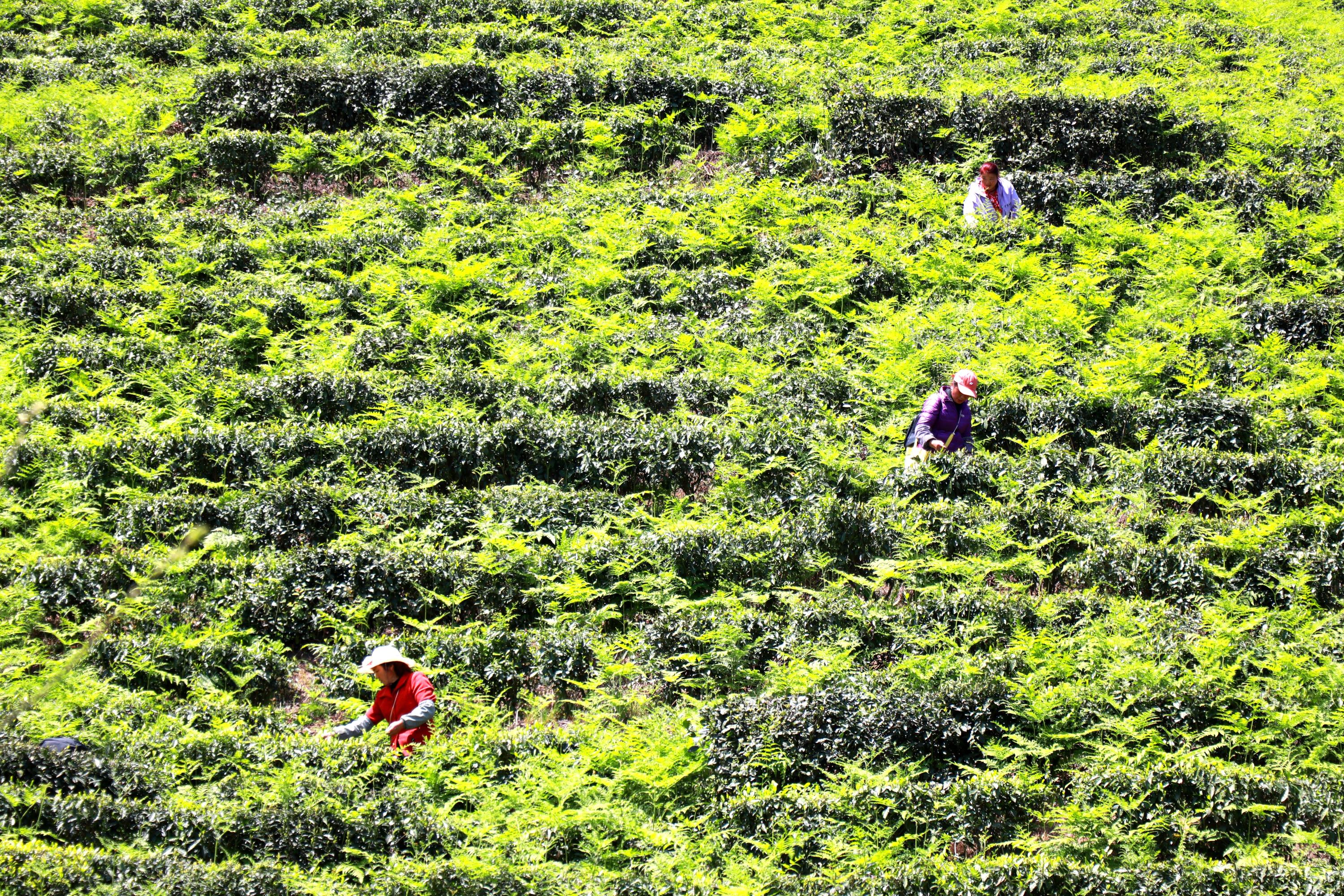 野生牛皮茶植物啥样的图片