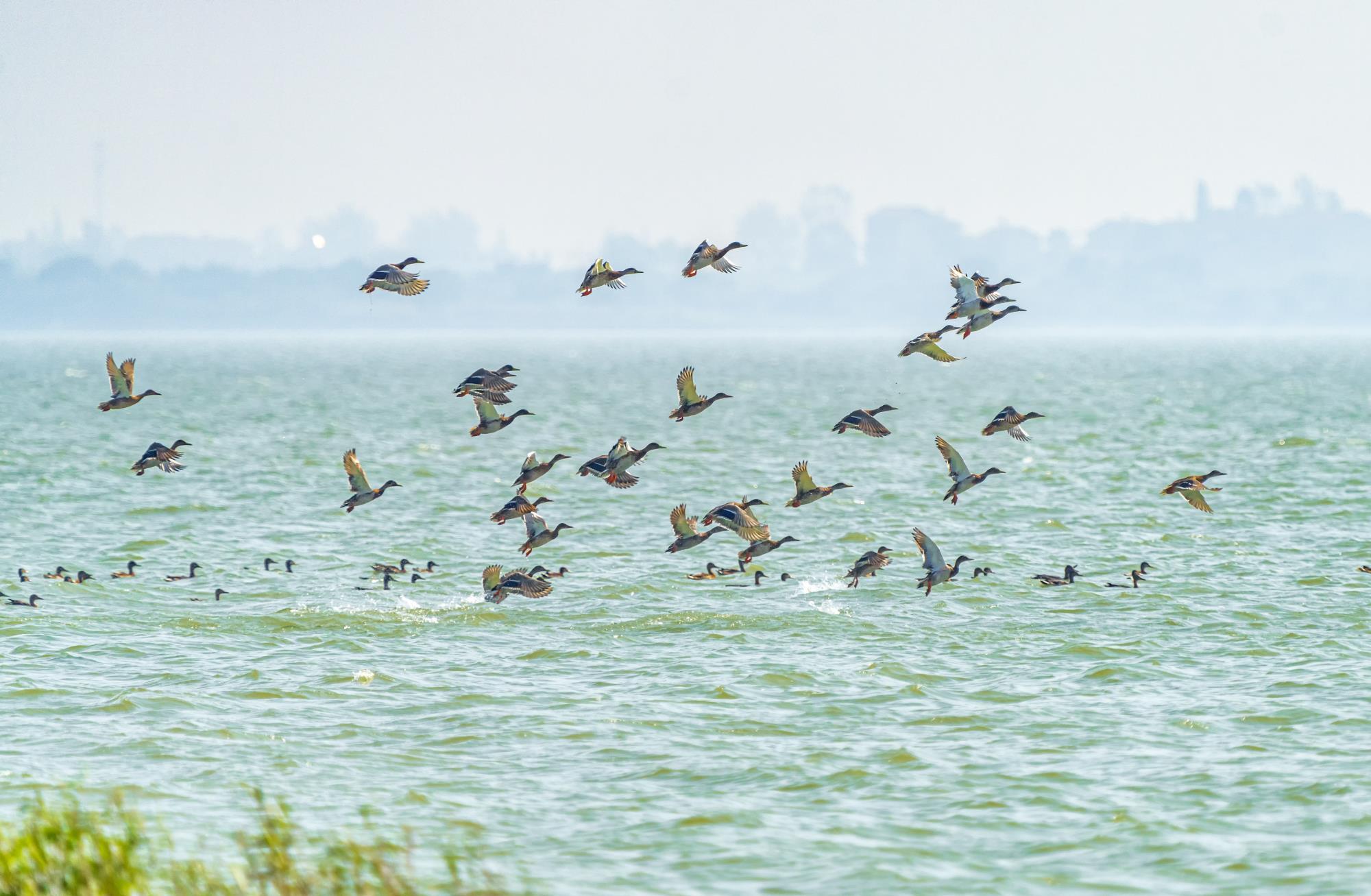 湖北荆州大美长湖水清岸绿鸟流连