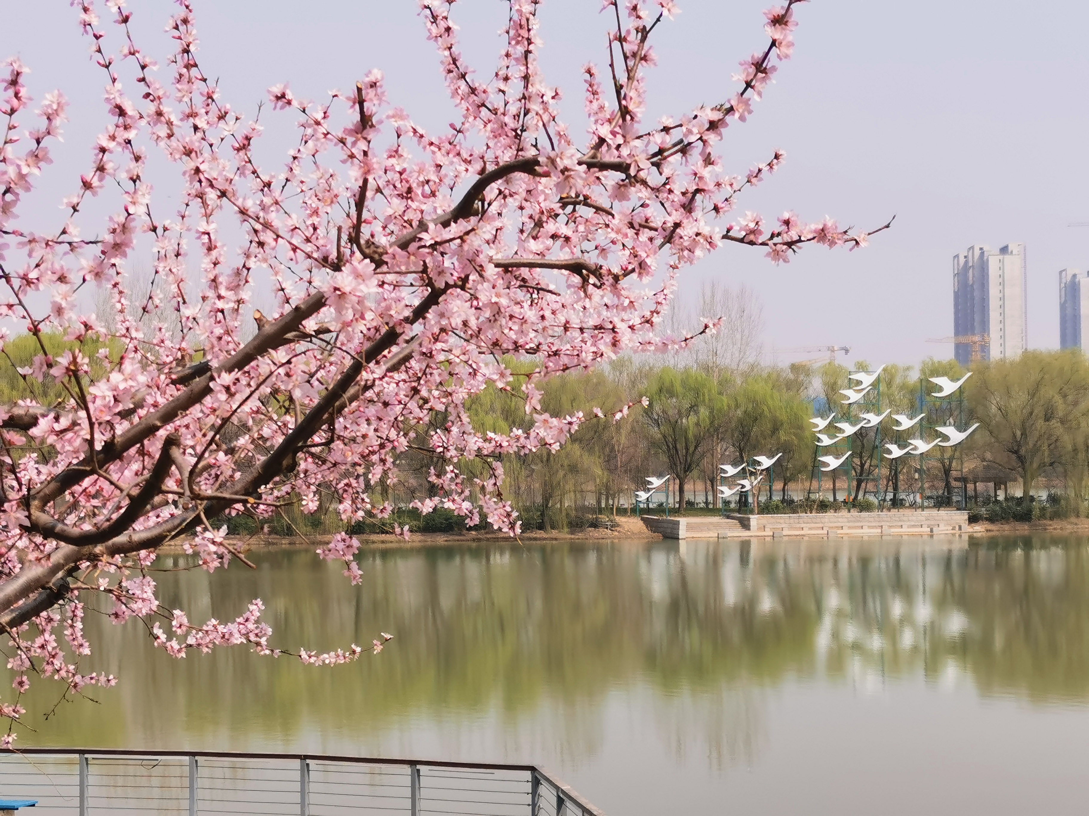 点亮西安的春天如此惊艳