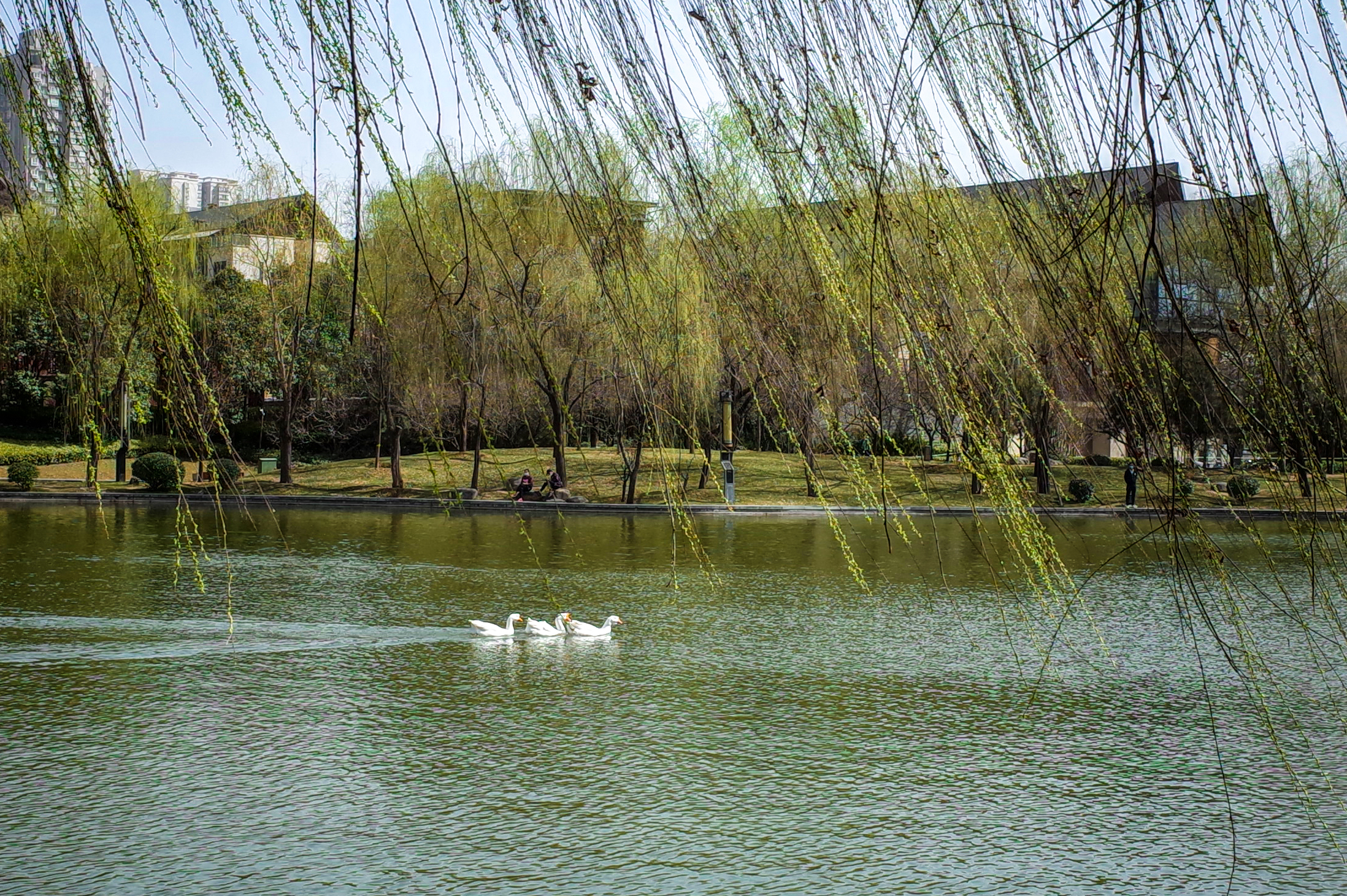 点亮西安的春天如此惊艳