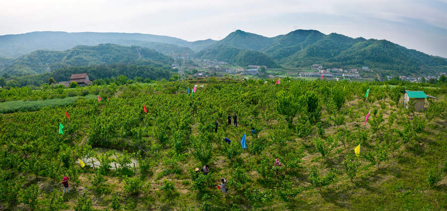 近日,在湖北省宜昌市夷陵區黃花鎮軍田壩二組宋慶發桑葚採摘園,一串串