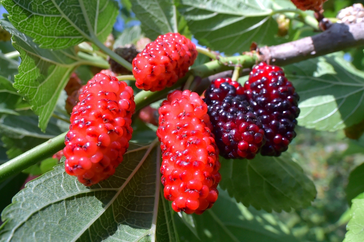 其中桑葚采摘期从每年4月到5月中旬;桑葚酵素,桑葚酒长年都有销售