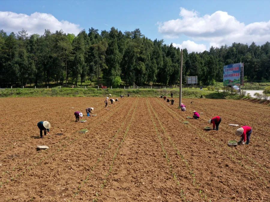 依託全縣14萬畝糧食生產功能區,大力推廣