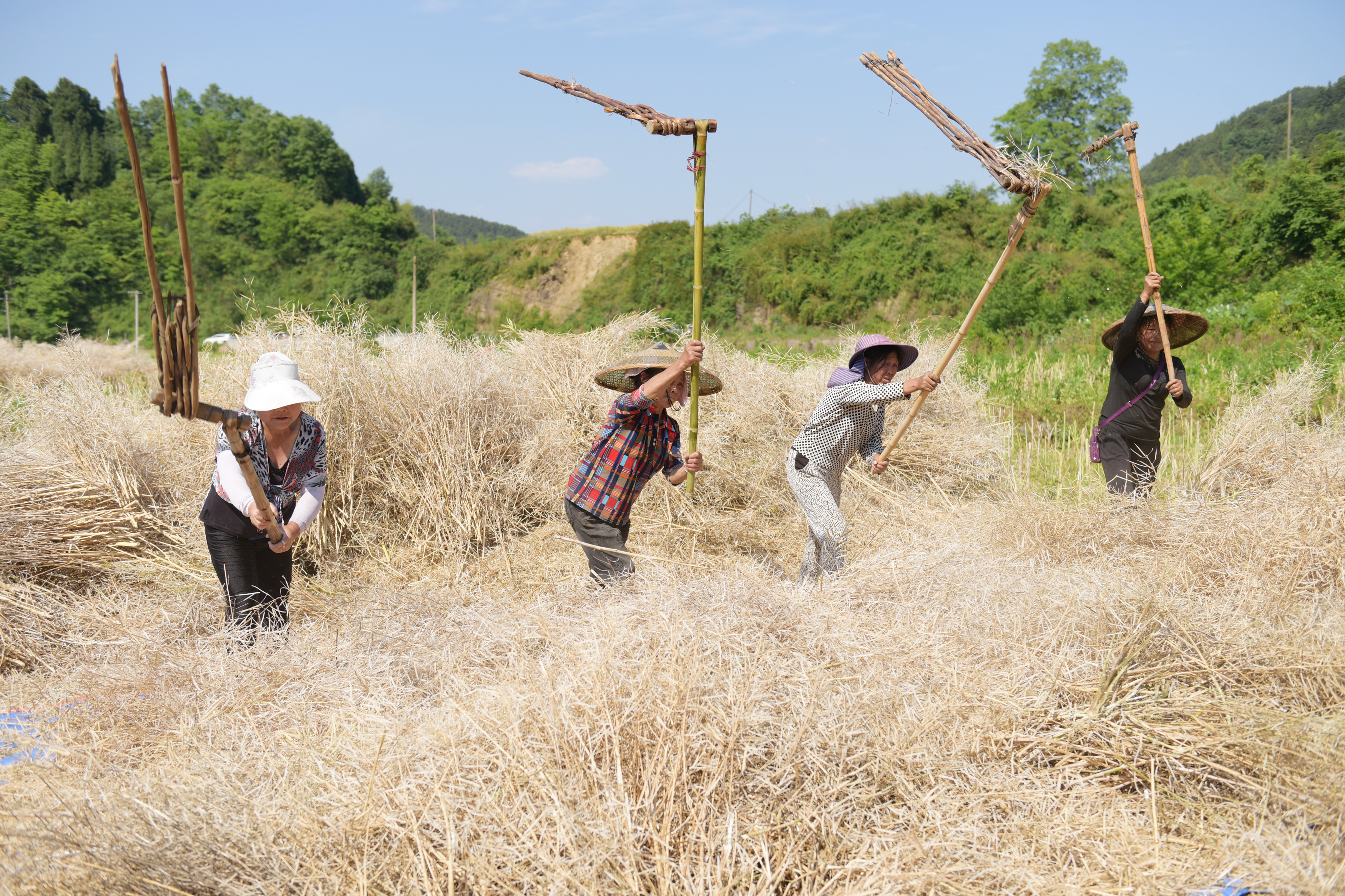 岑巩油菜收割忙党员添力量