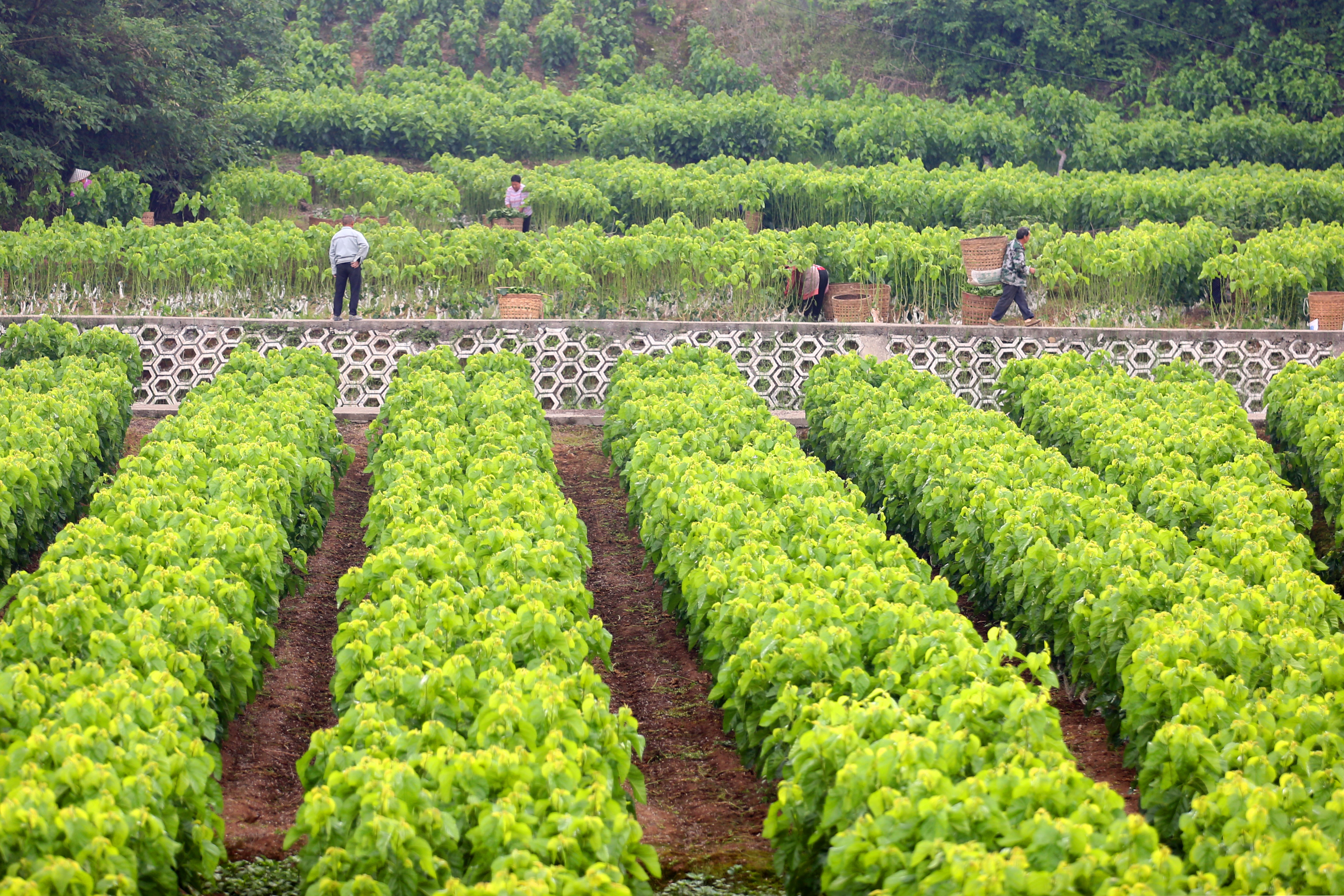 桑叶撬动大产业杨家农民采桑忙