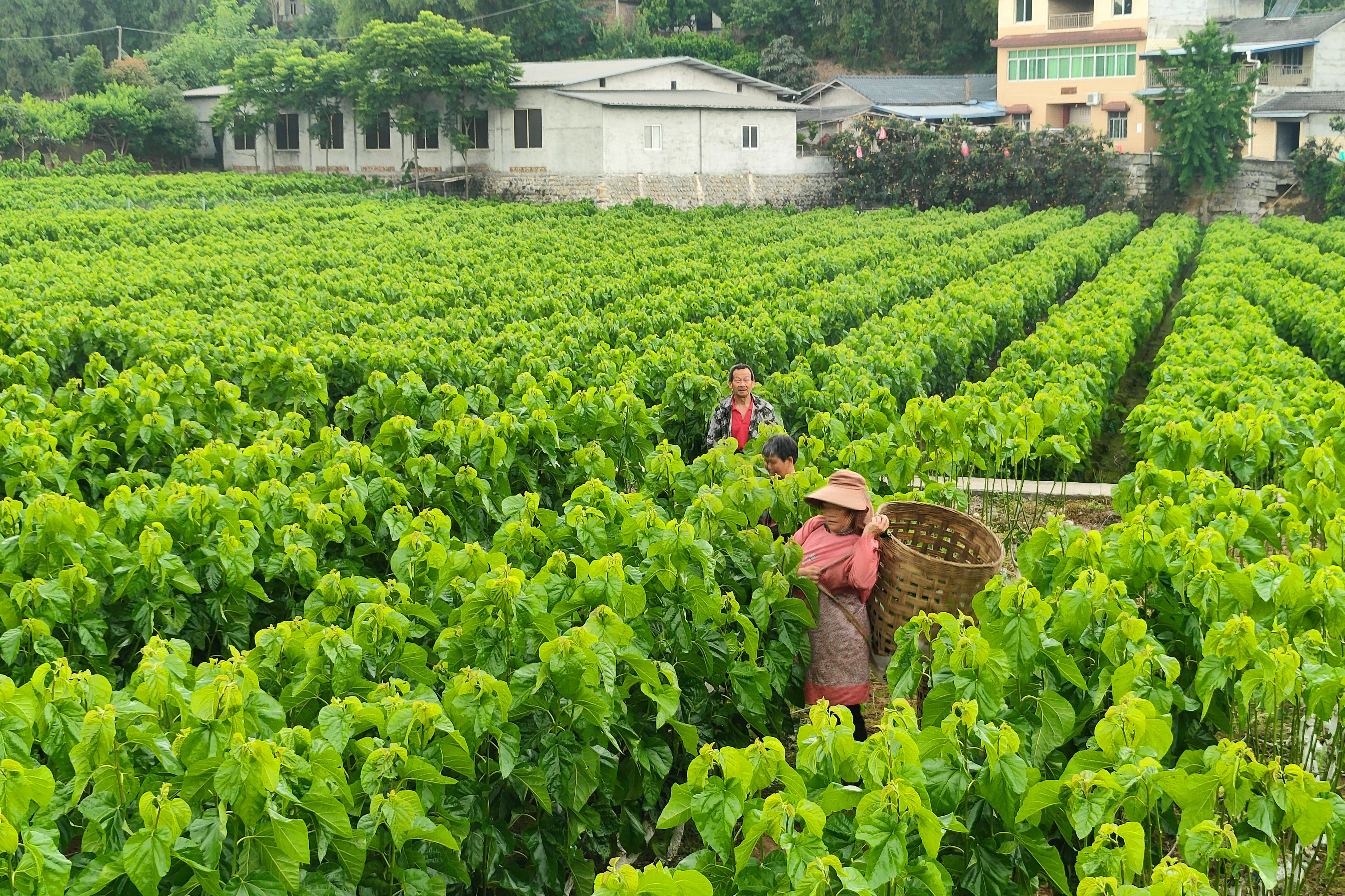 桑叶撬动大产业杨家农民采桑忙