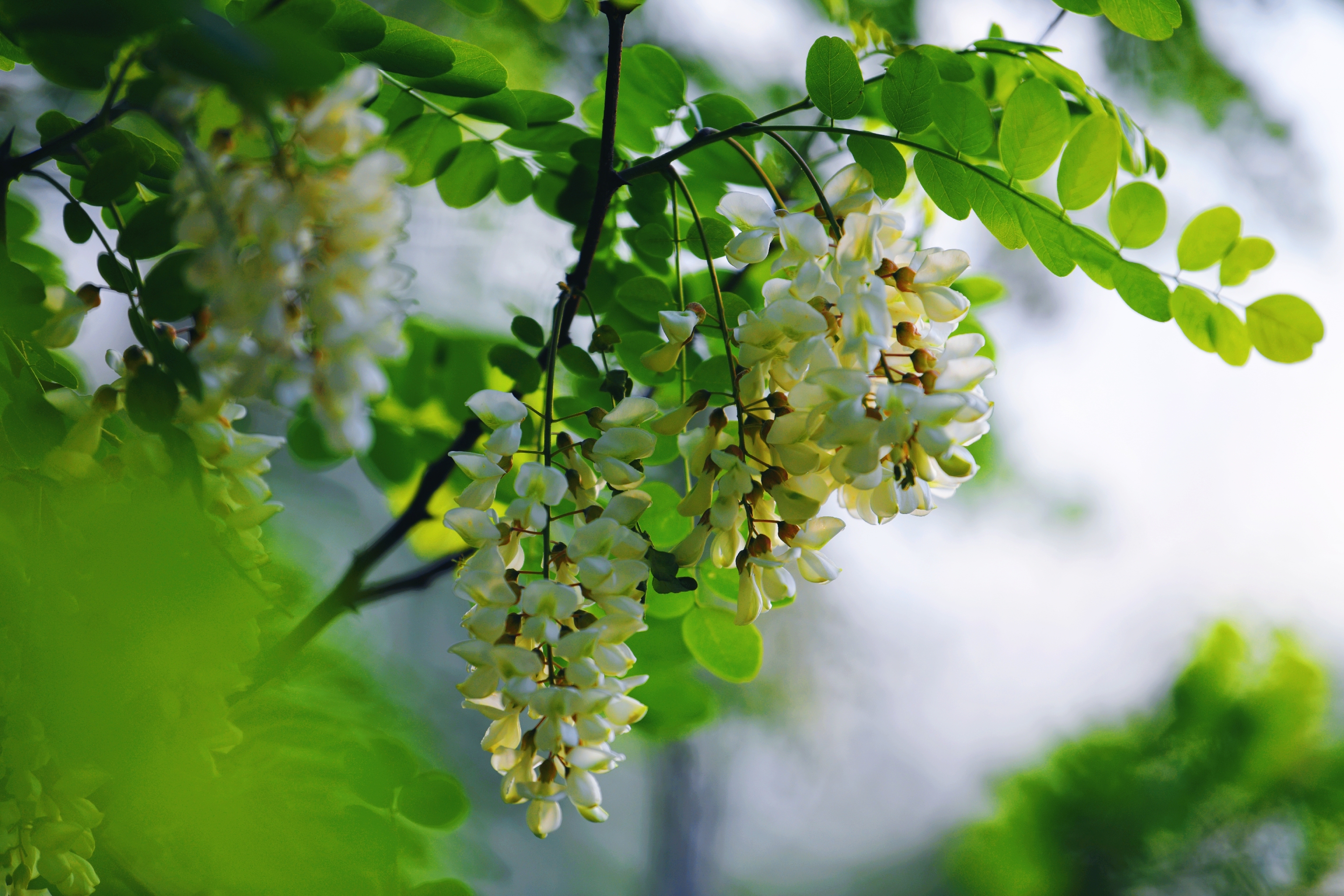 阵阵幽香陶人醉, 喜作白羽槐花风.