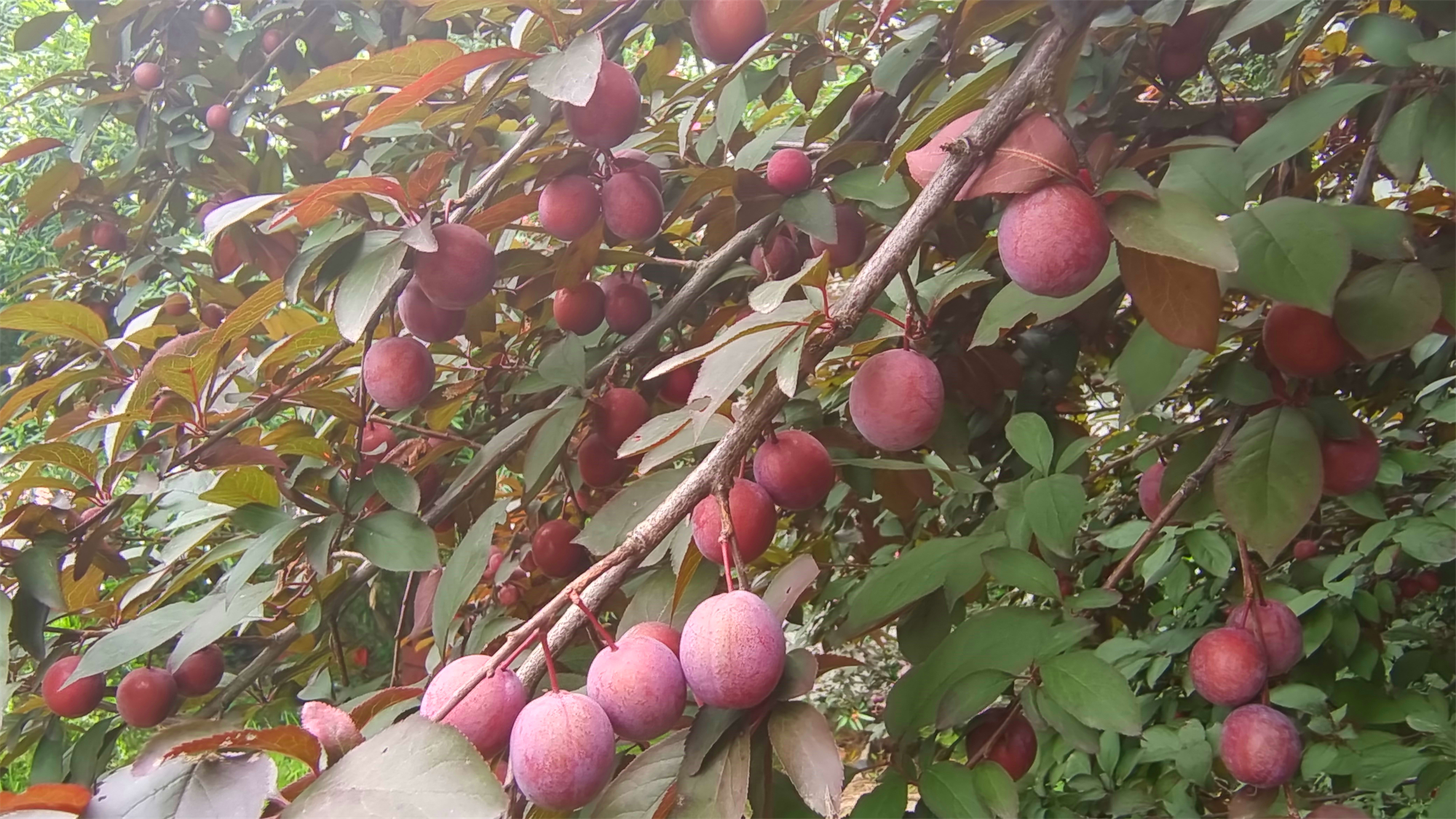 紫叶李的果子成熟样子图片