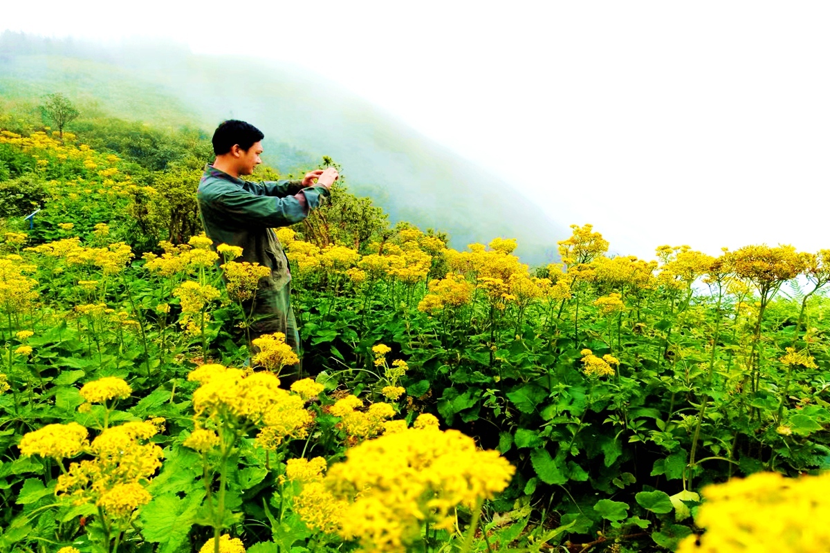桂林全州县天湖黄花遍地金