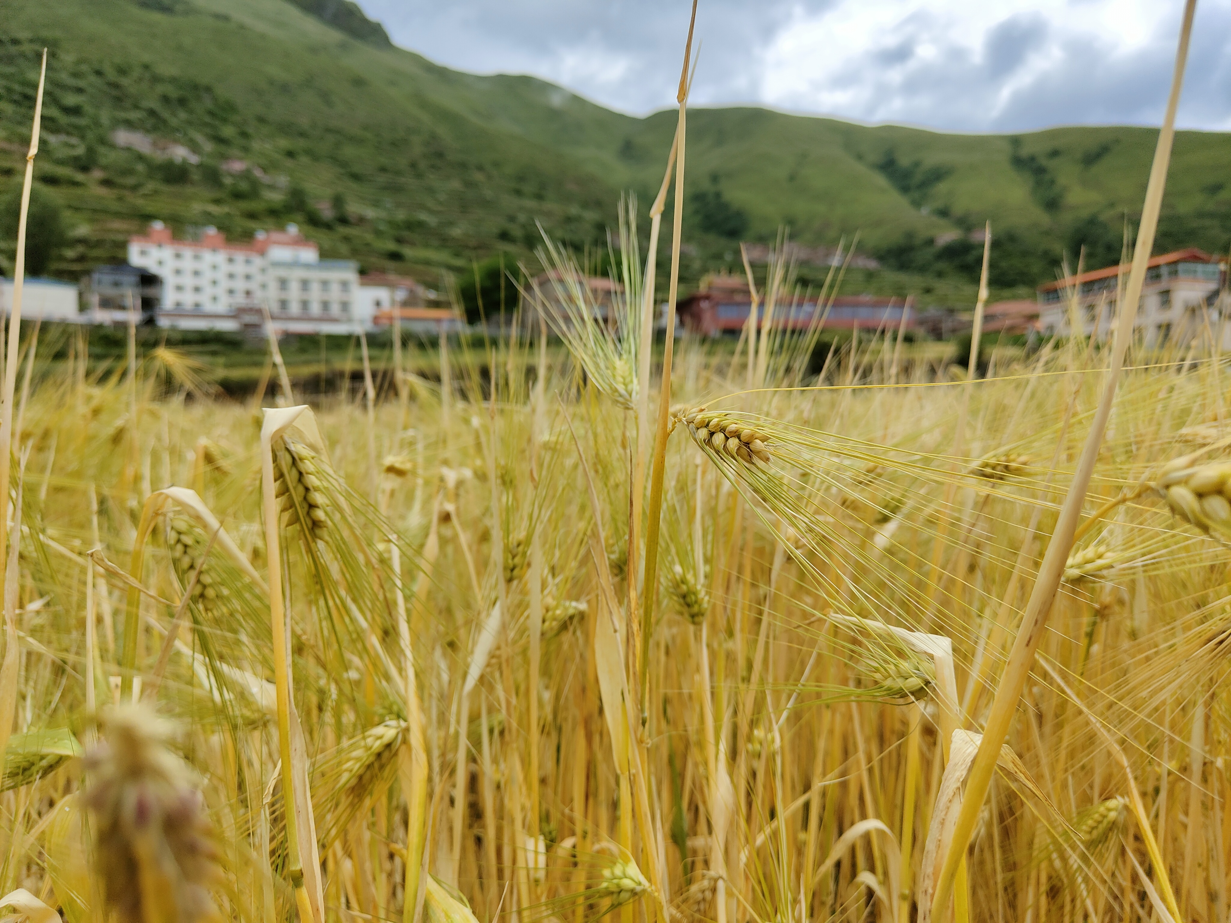世外桃源里的乡村振兴木尔宗乡百亩青稞收获正当时
