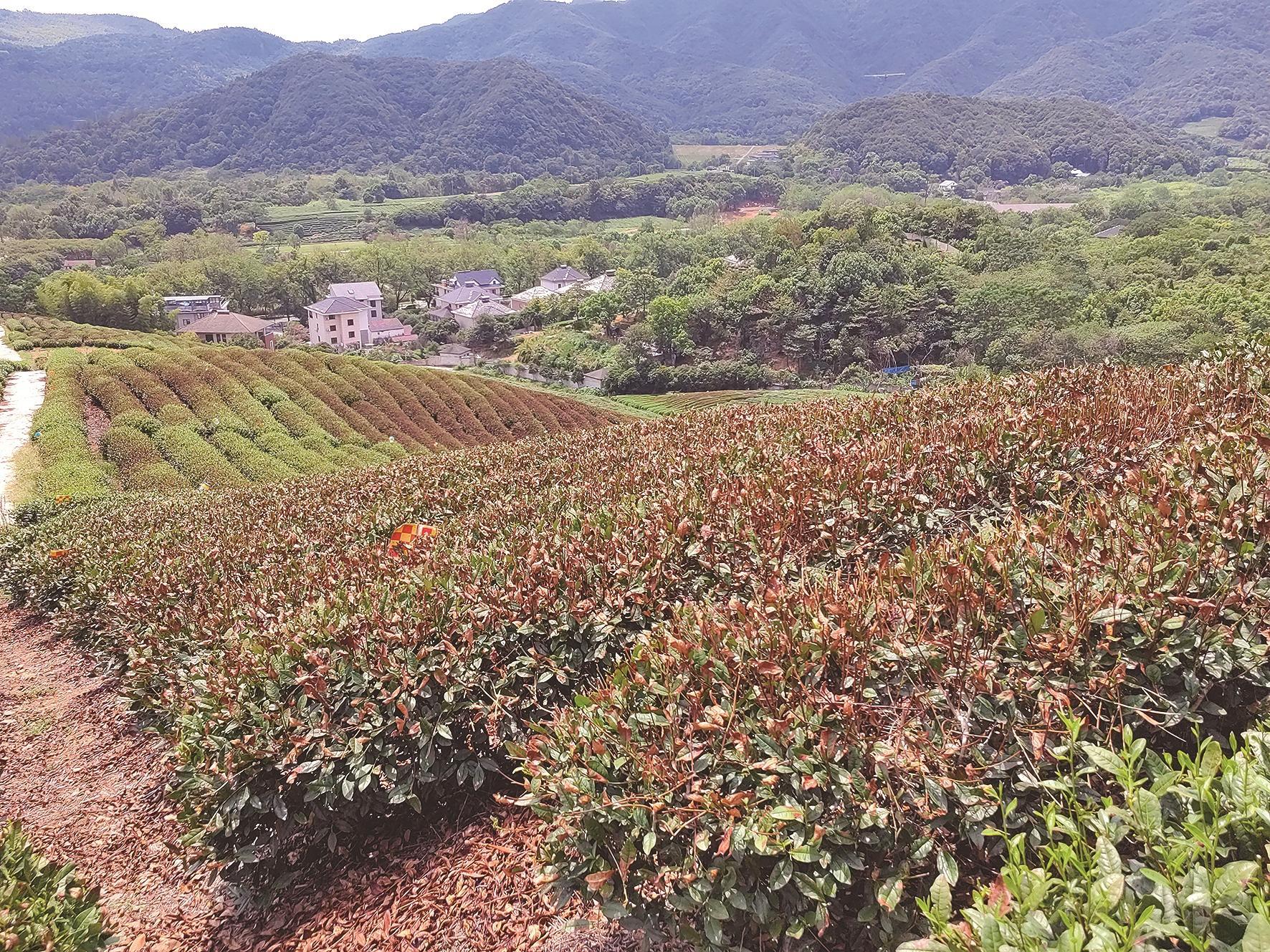 顶部焦枯的茶树