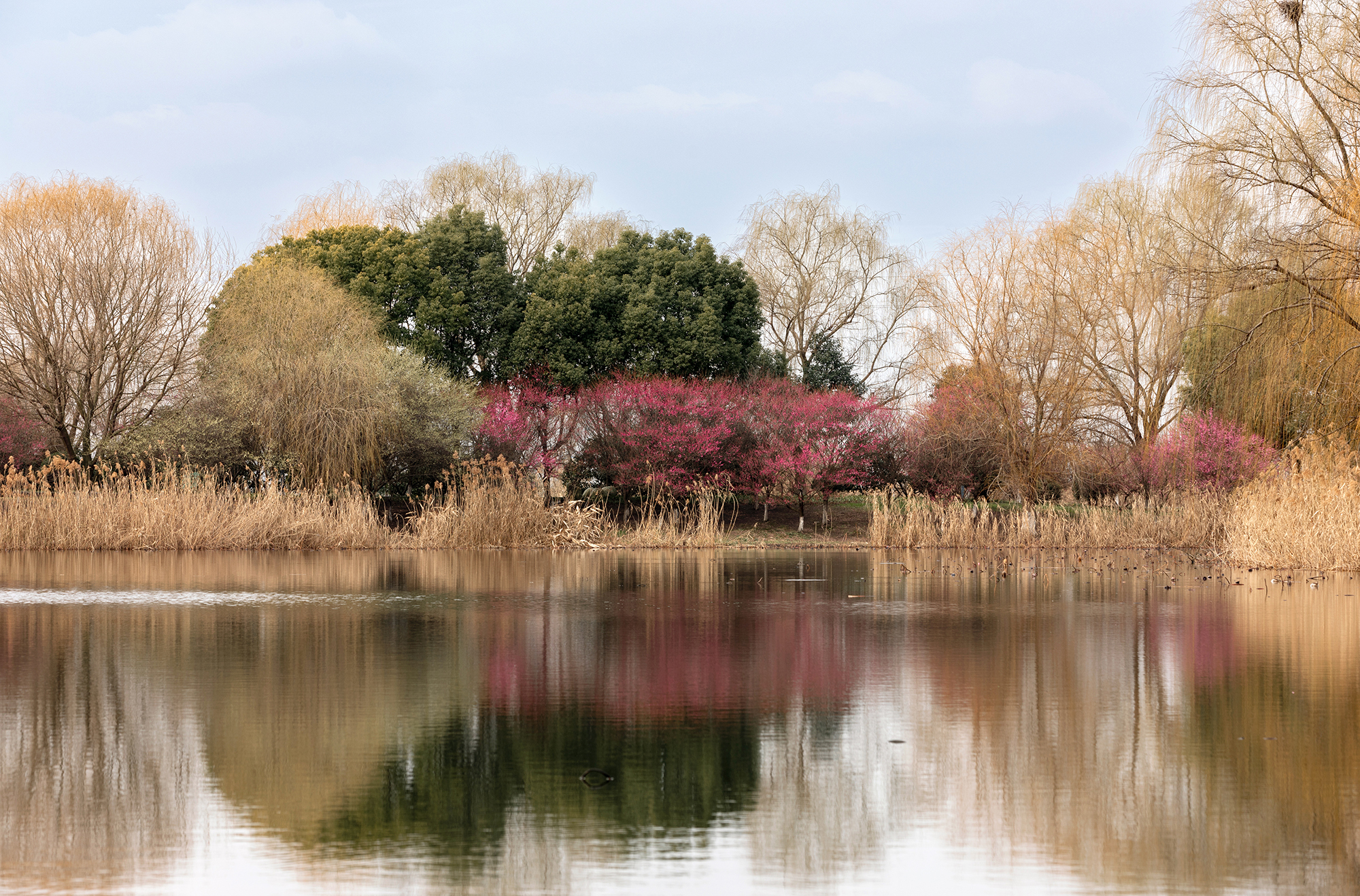 春到姑苏,黄桥3000亩梅花姹紫嫣红惹人醉_江苏游记_途牛