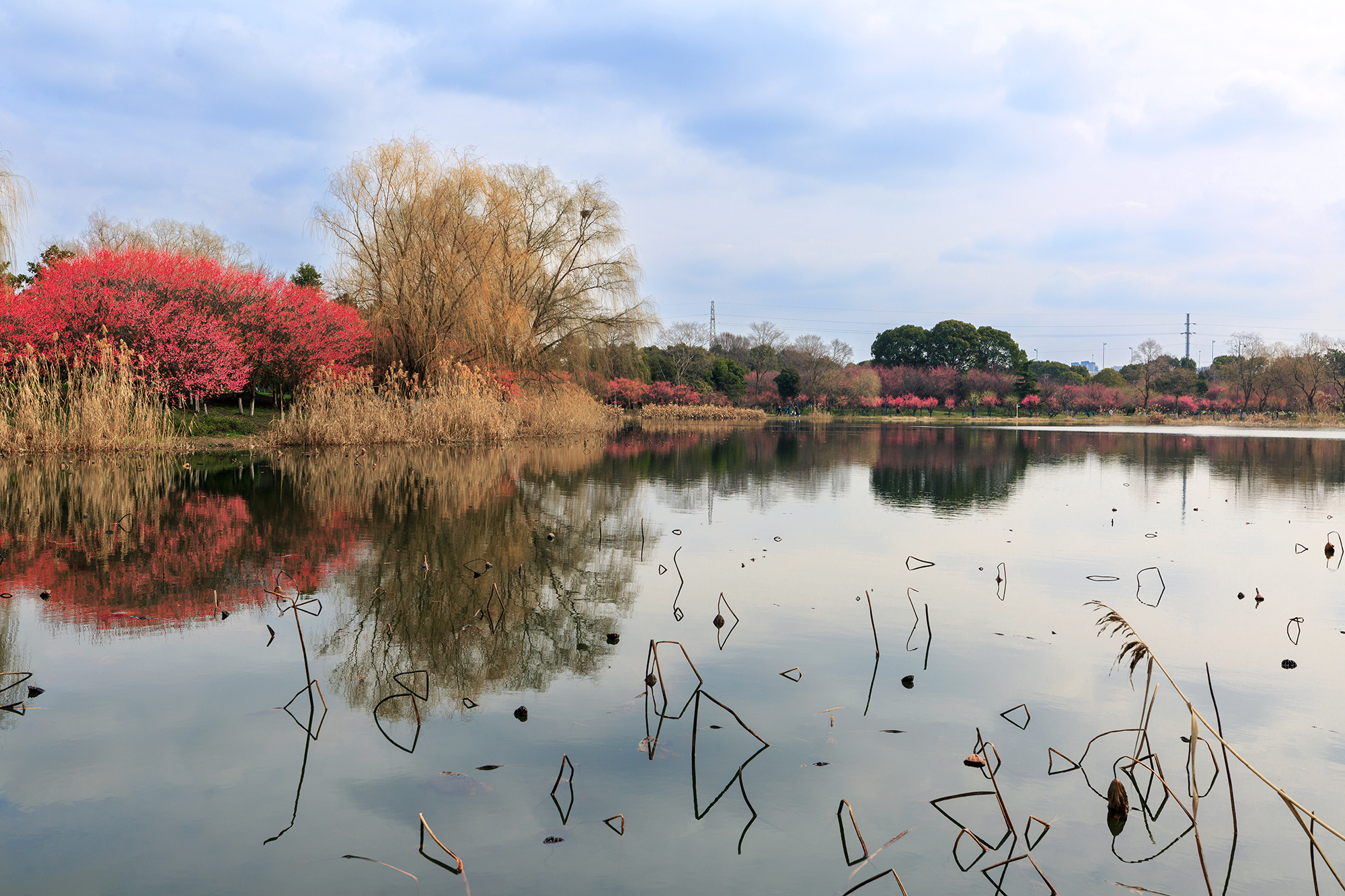 春到姑苏,黄桥3000亩梅花姹紫嫣红惹人醉_江苏游记_途牛