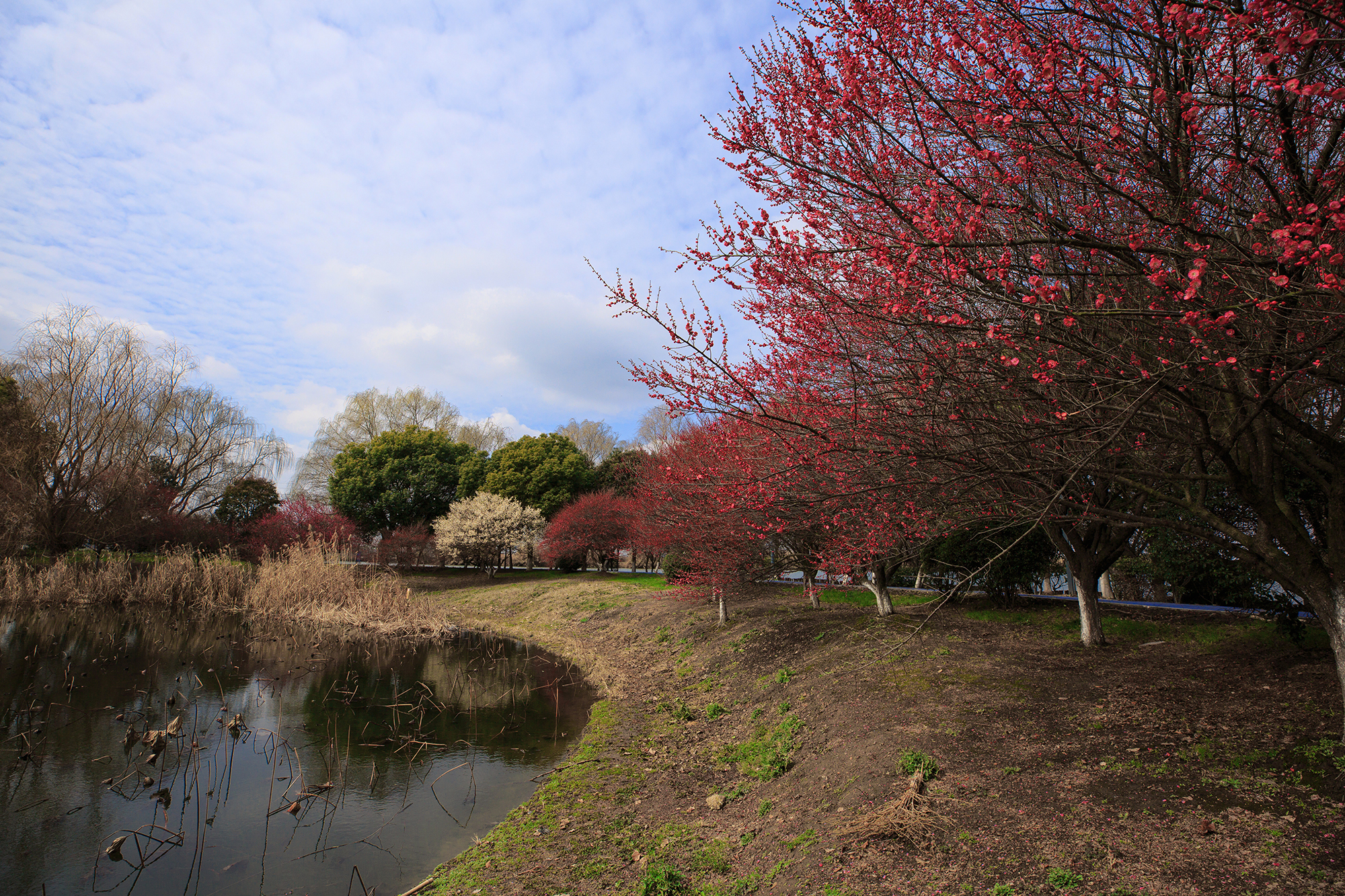 春到姑苏,黄桥3000亩梅花姹紫嫣红惹人醉_江苏游记_途牛